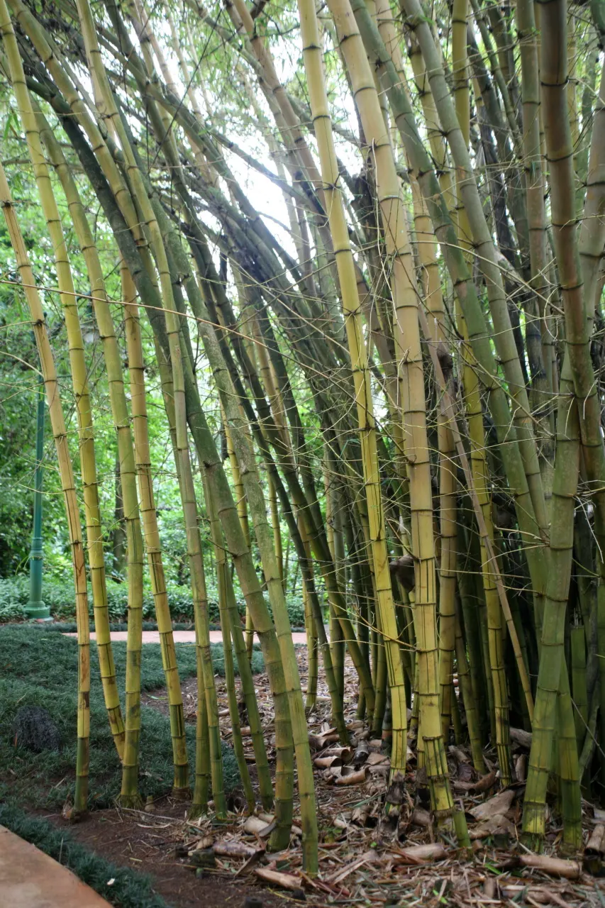 Painted Bamboo (Bambusa Vulgaris 'Vittata') — providing a strong visual impact; it's relatively low maintenance, image 55
