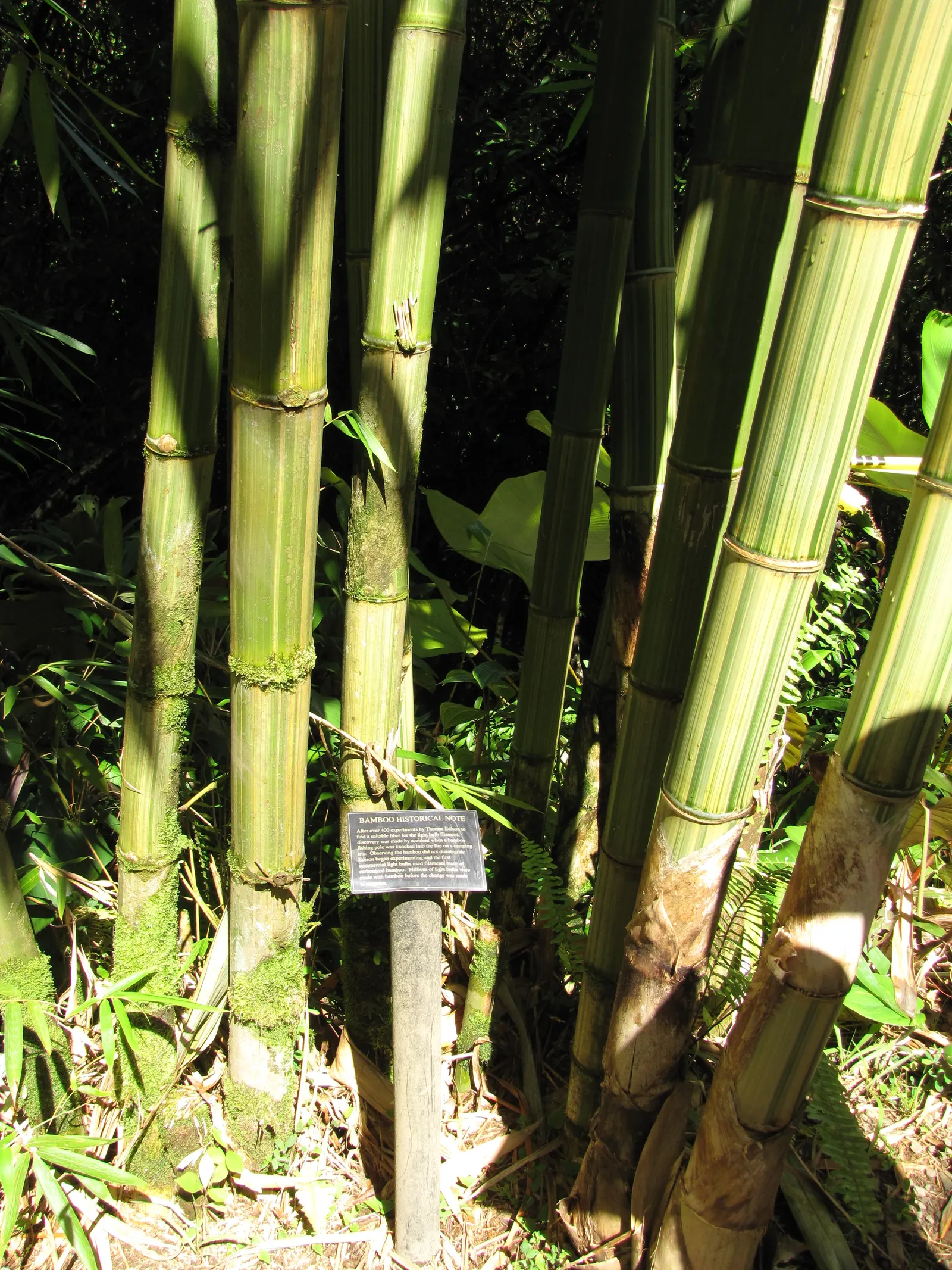 Painted Bamboo (Bambusa Vulgaris 'Vittata') — requiring only occasional watering once established