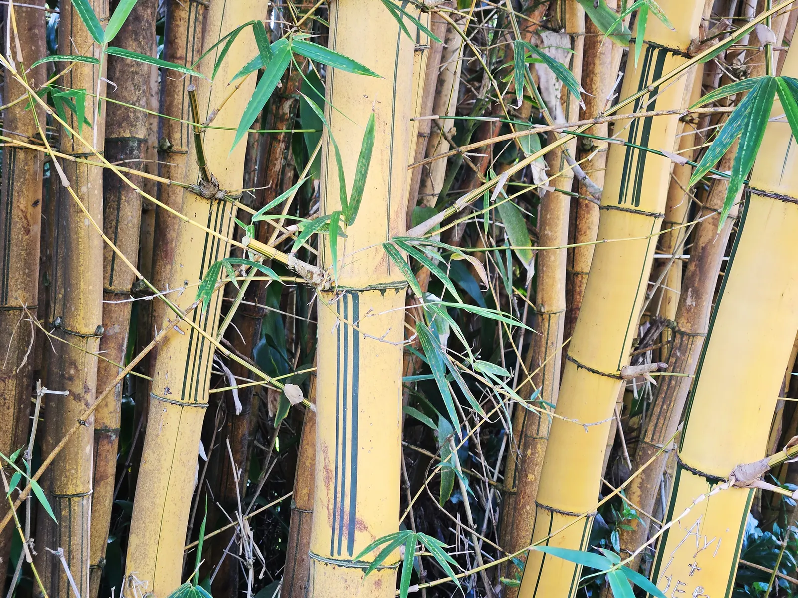 Painted Bamboo (Bambusa Vulgaris 'Vittata') — it prefers full sun to partial shade and moist; ideal as a focal point or privacy screen, image 57