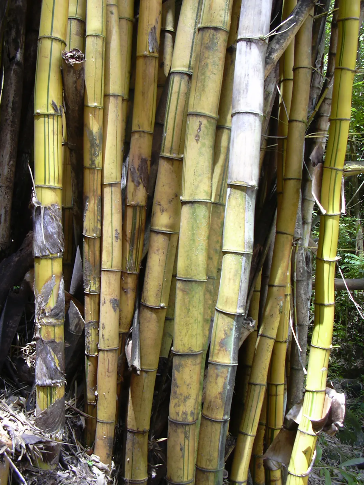 Painted Bamboo (Bambusa Vulgaris 'Vittata') — golden-yellow culms (stems) adorned with irregular green stripes