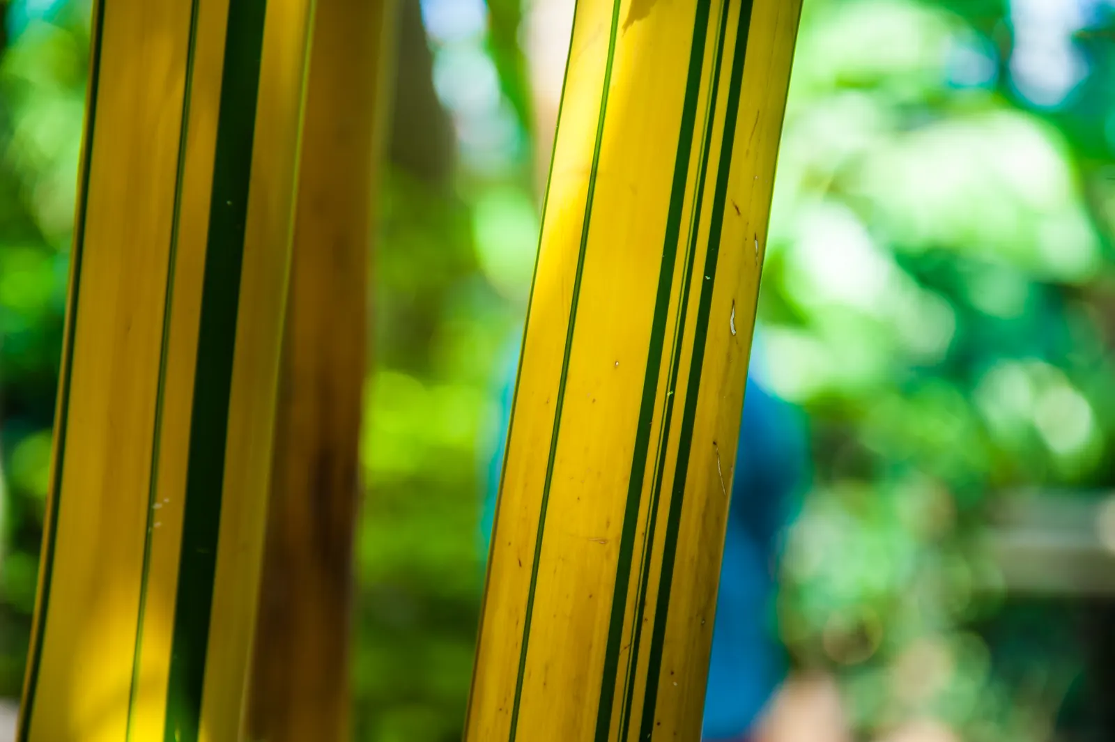 Painted Bamboo (Bambusa Vulgaris 'Vittata') — Mature culms can reach impressive heights of 40 to 50 feet with a diameter of about 2 to 3 inches, image 66