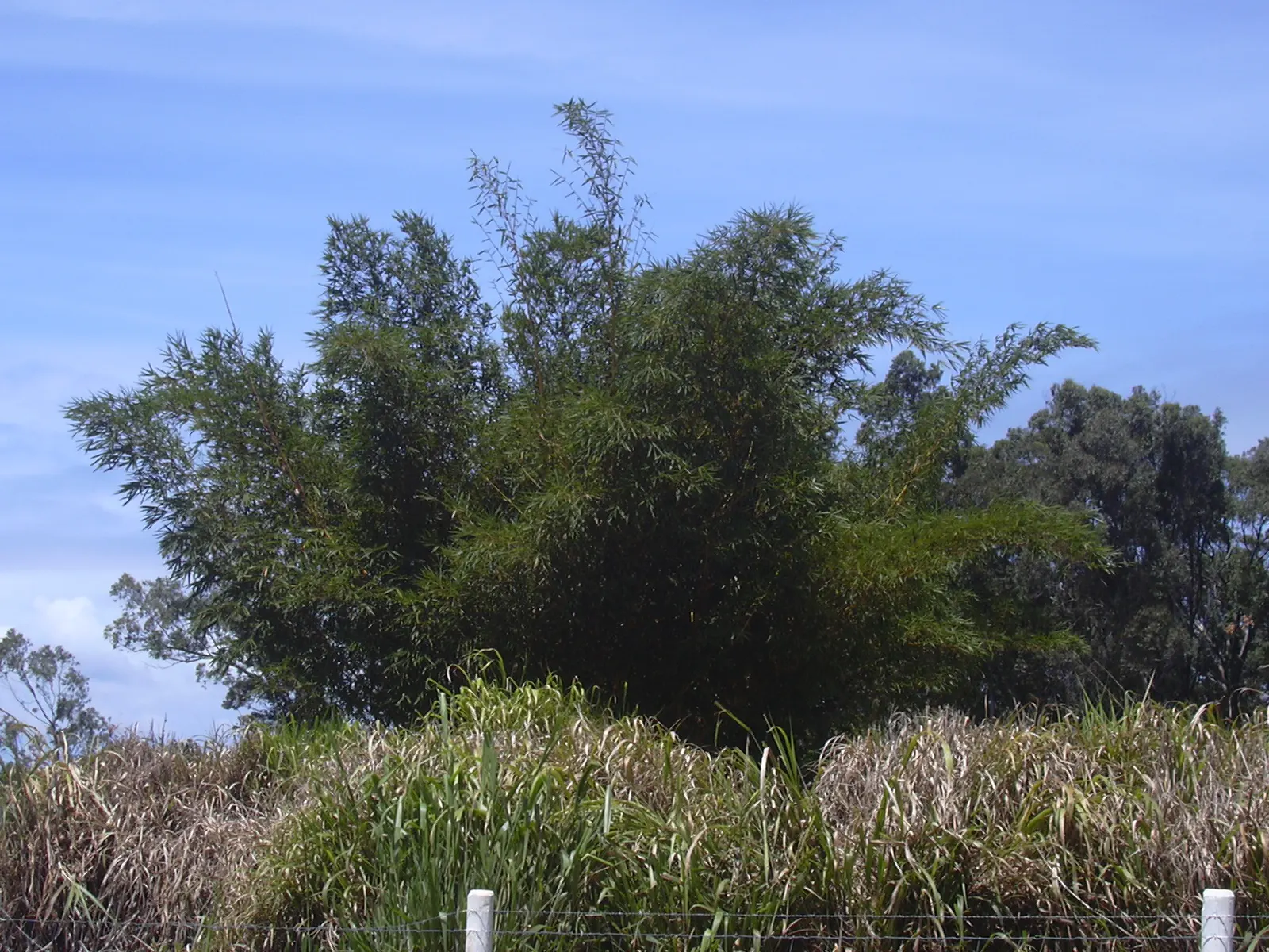 Painted Bamboo (Bambusa Vulgaris 'Vittata') — consider its rapid growth and expansive nature; it's fast-growing and resilient, image 72