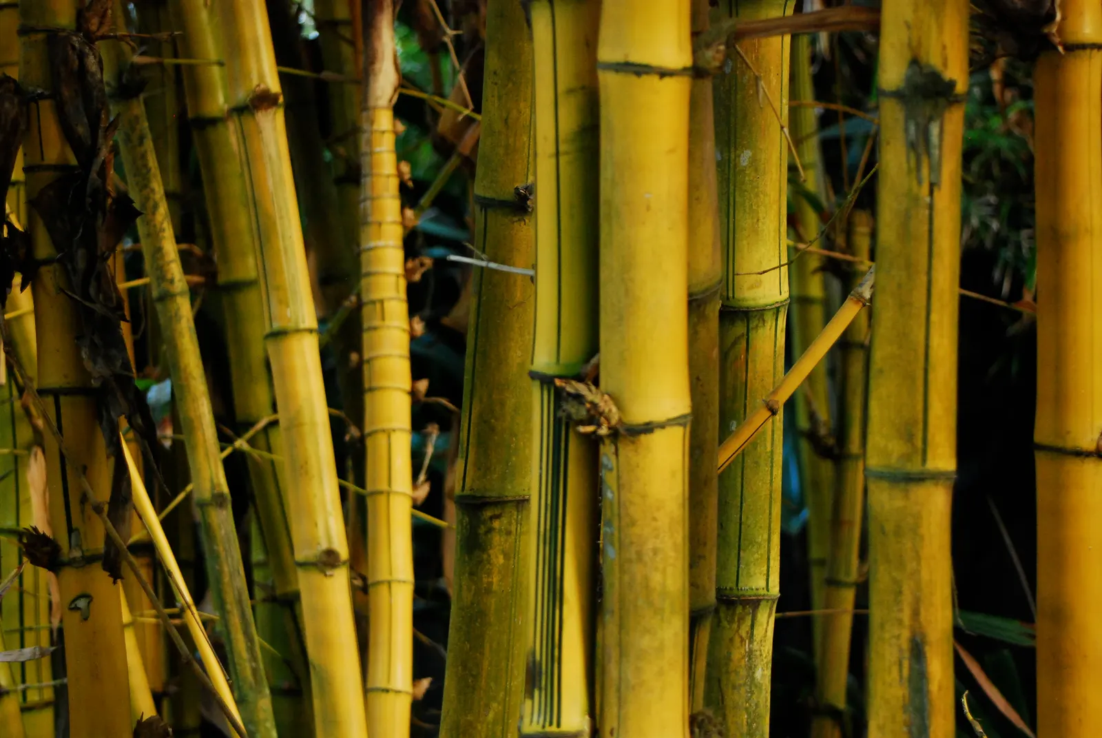 Painted Bamboo (Bambusa Vulgaris 'Vittata') — is a striking ornamental species that can bring an exotic flair to any landscape; making this bamboo a, image 62