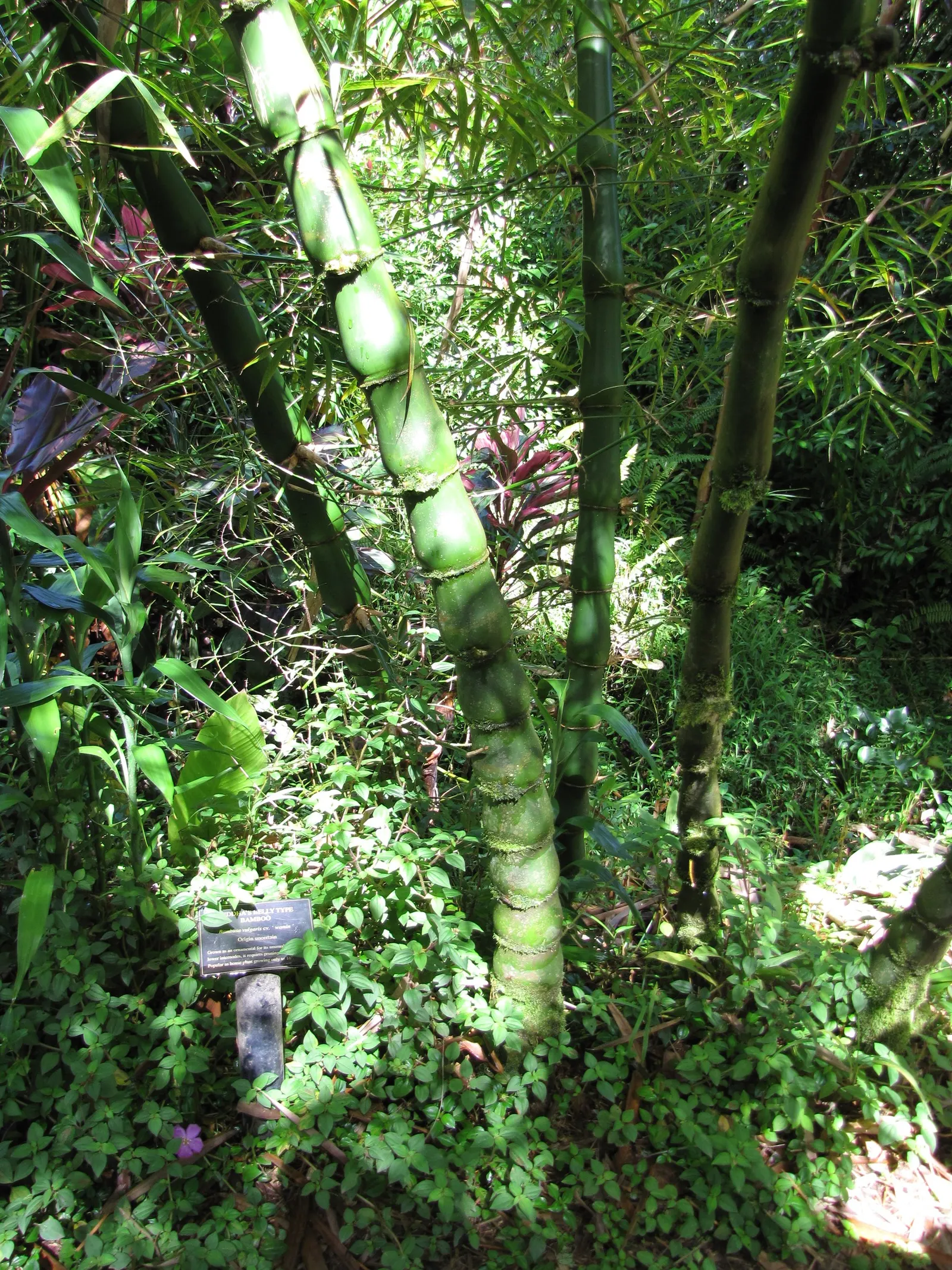 Painted Bamboo (Bambusa Vulgaris 'Vittata') — making this bamboo a substantial presence in a garden setting.<br><br>Ideal for USDA Hardiness Zones 9 to 11; or