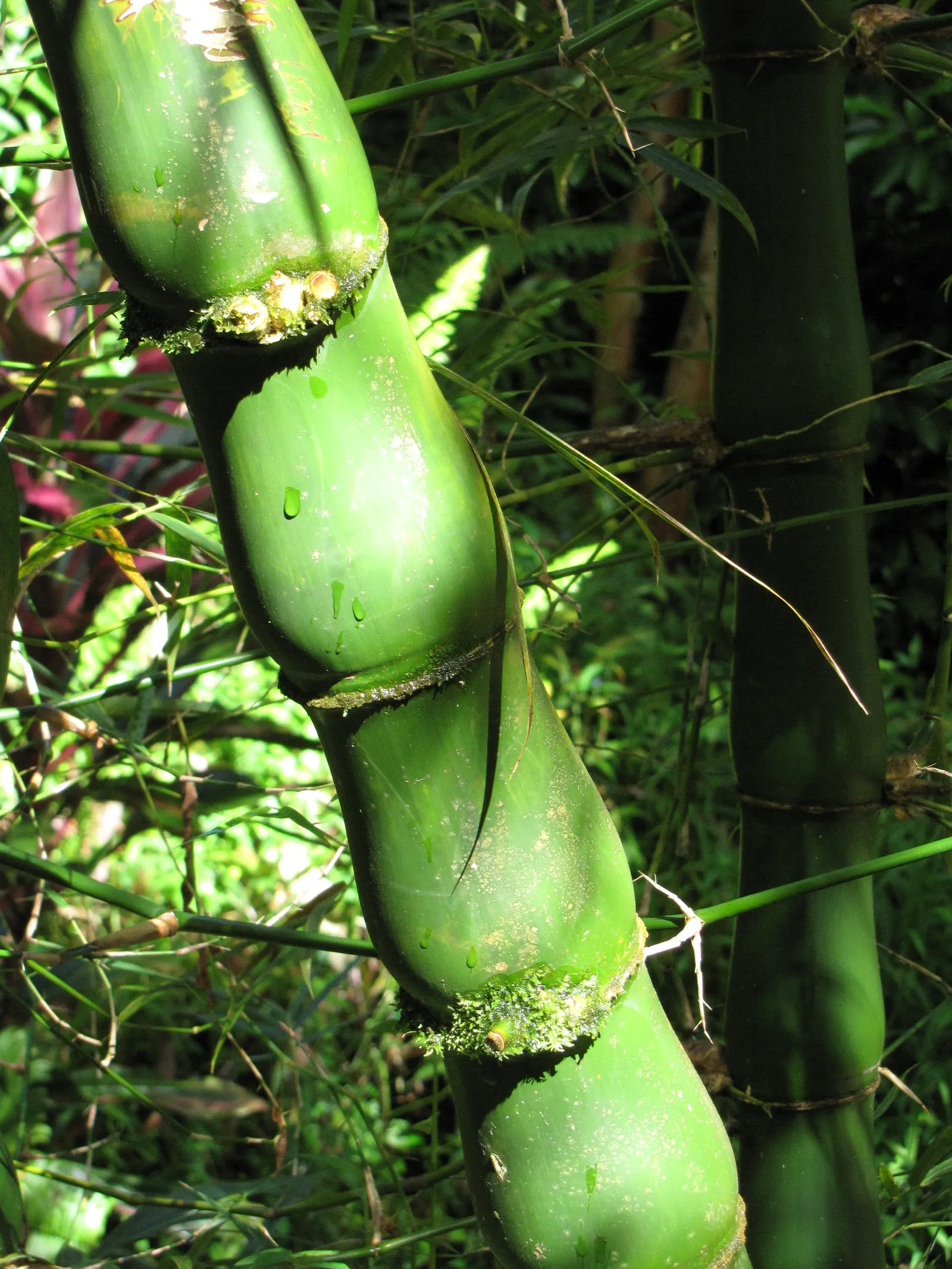 Painted Bamboo (Bambusa Vulgaris 'Vittata') — it prefers full sun to partial shade and moist