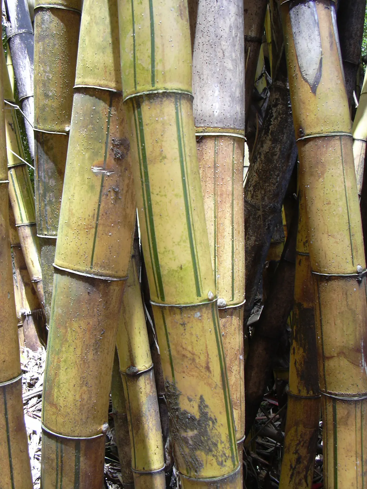 Painted Bamboo (Bambusa Vulgaris 'Vittata') — Mature culms can reach impressive heights of 40 to 50 feet with a diameter of about 2 to 3 inches
