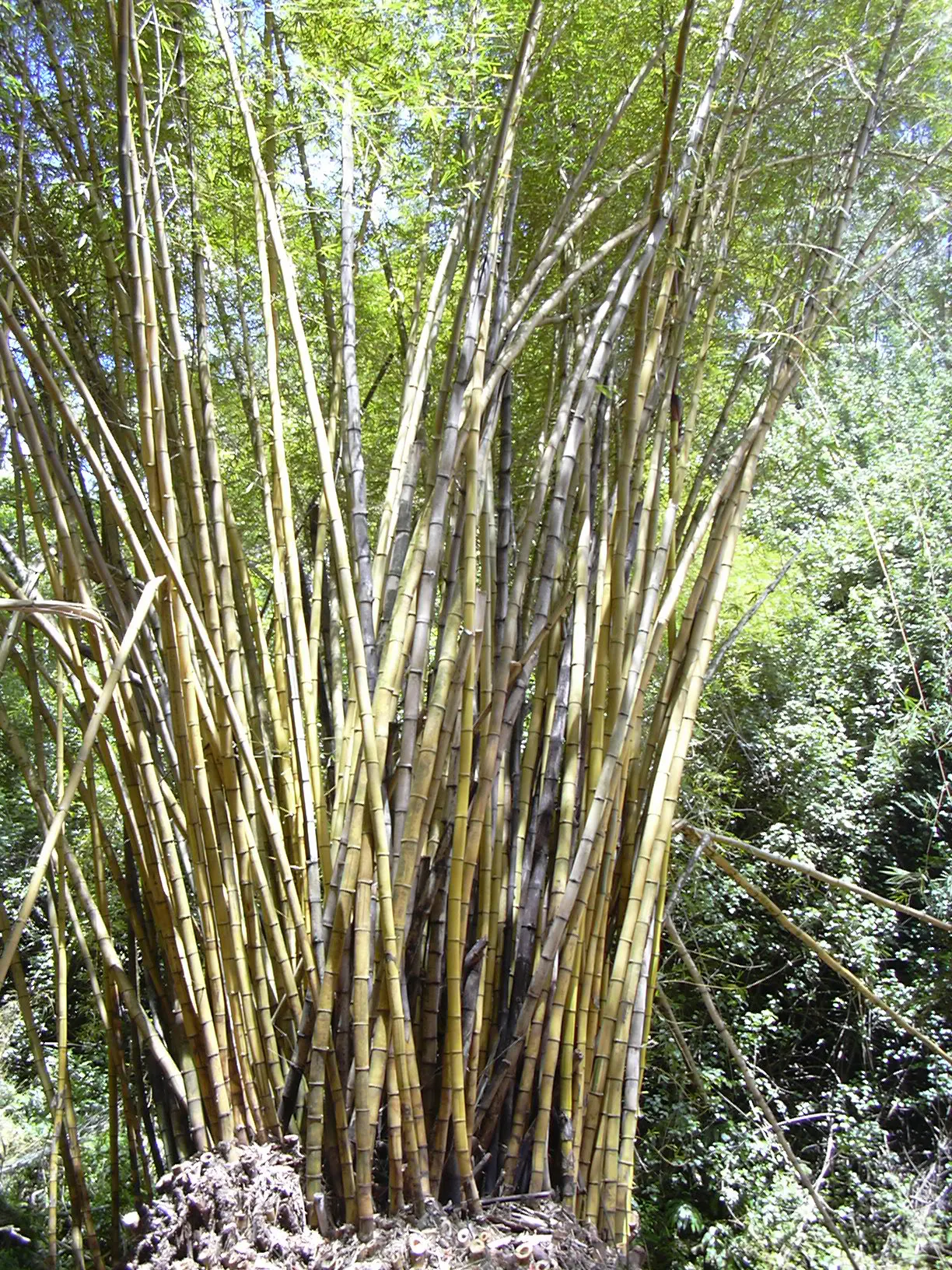 Painted Bamboo (Bambusa Vulgaris 'Vittata') — striking form provides excellent visual interest and can be utilized for privacy screens