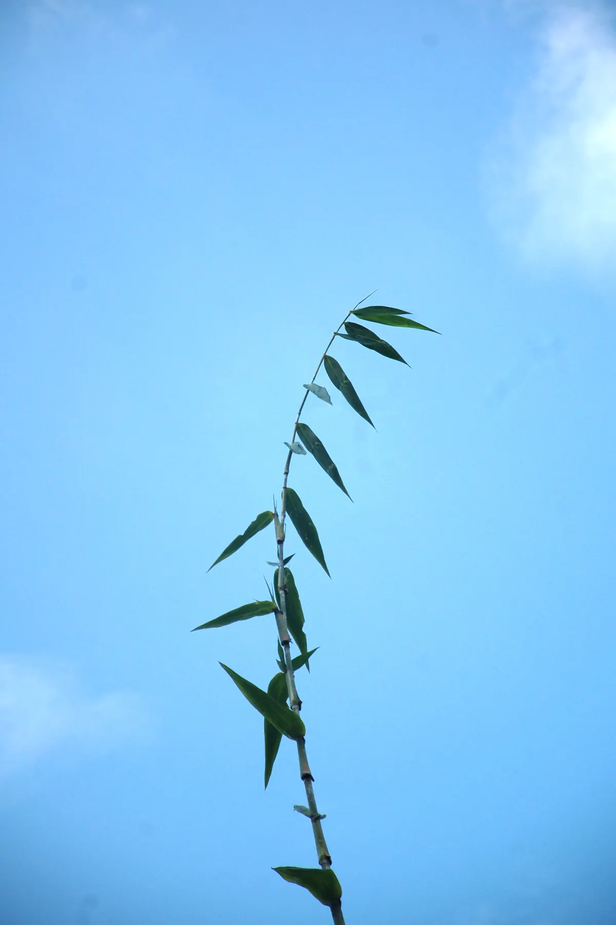 Painted Bamboo (Bambusa Vulgaris 'Vittata') — <br><br>Painted Bamboo's tall; the clumping growth form, however, generally keeps it more contained than its