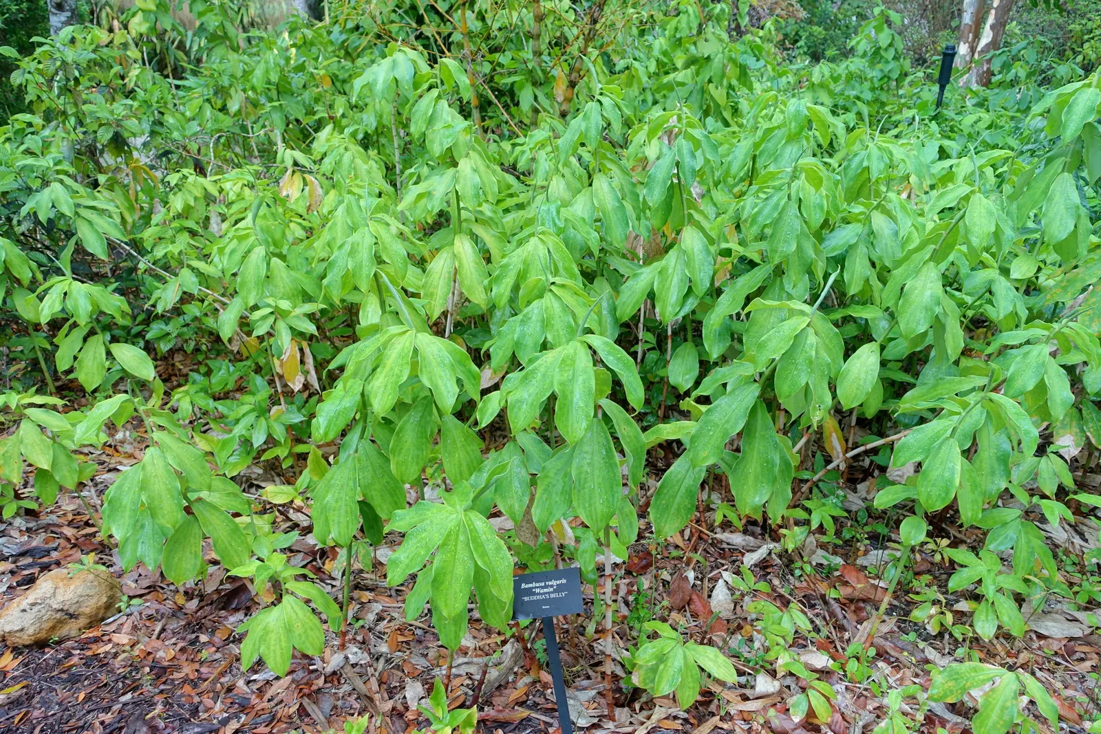 Painted Bamboo (Bambusa Vulgaris 'Vittata') — Ideal as a focal point or privacy screen; which seem meticulously hand-painted by nature's brush