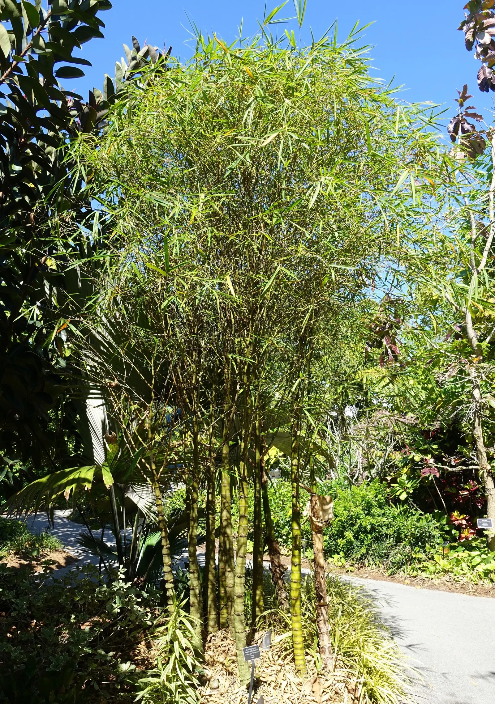 Painted Bamboo (Bambusa Vulgaris 'Vittata') — Ideal as a focal point or privacy screen