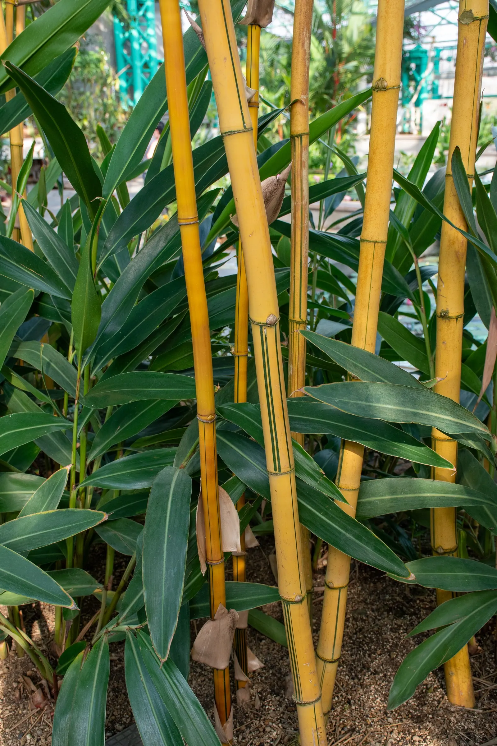 Painted Bamboo (Bambusa Vulgaris 'Vittata') — it prefers full sun to partial shade and moist; ideal as a focal point or privacy screen