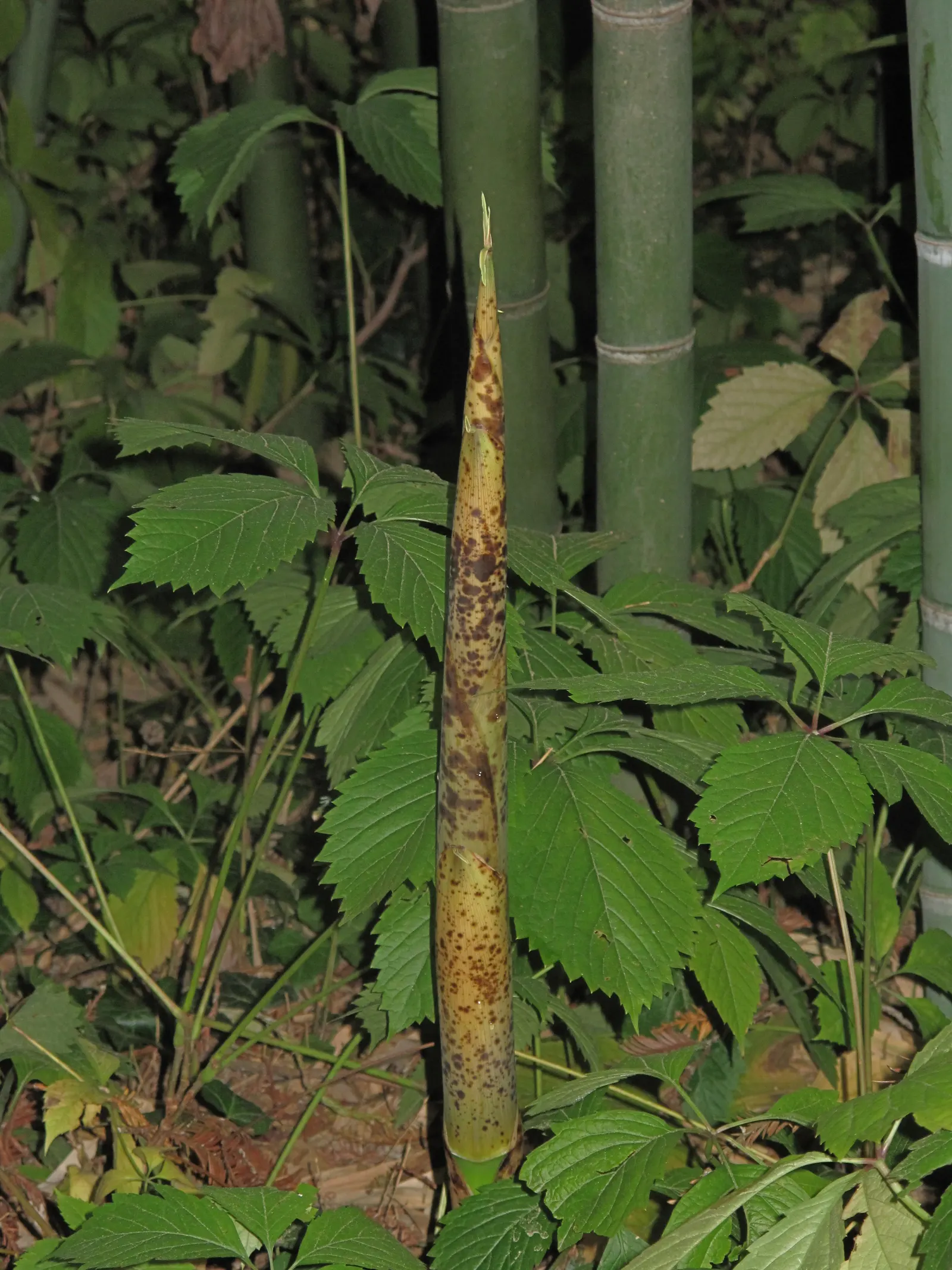 Painted Bamboo (Bambusa Vulgaris 'Vittata') — Painted Bamboo thrives in full sun to partial shade and prefers moist; it prefers full sun to partial, image 68