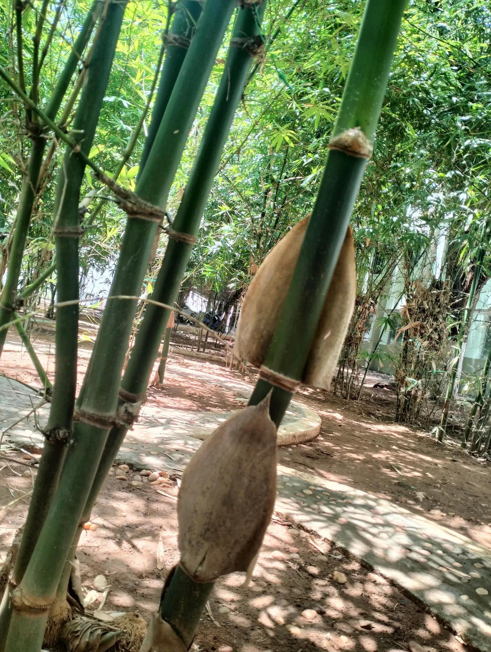 Painted Bamboo (Bambusa Vulgaris 'Vittata') — it's fast-growing and resilient