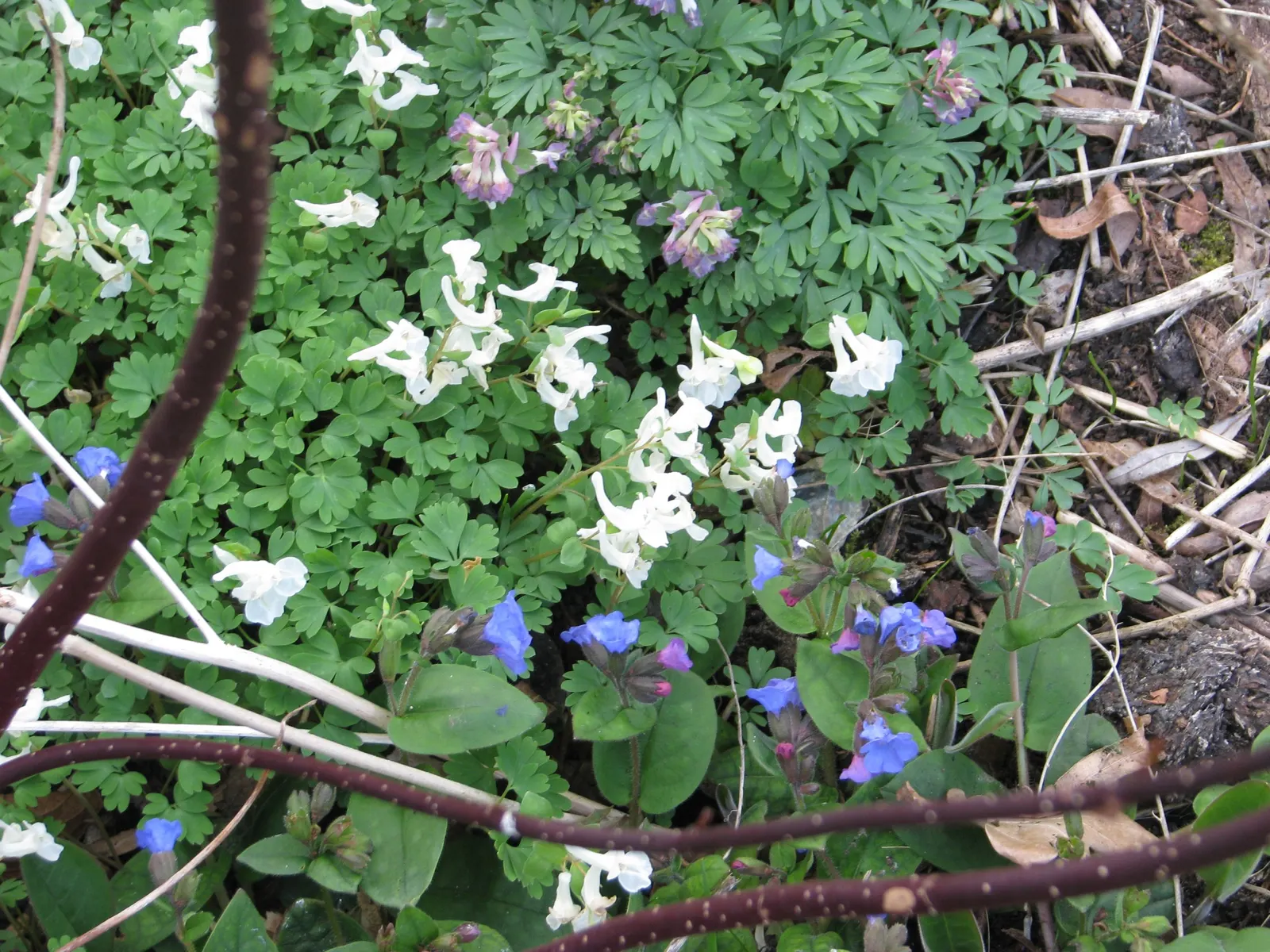 Chinese Corydalis (Corydalis flexuosa) — The flowers boast a creamy yellow hue with subtle hints of purple at the mouth