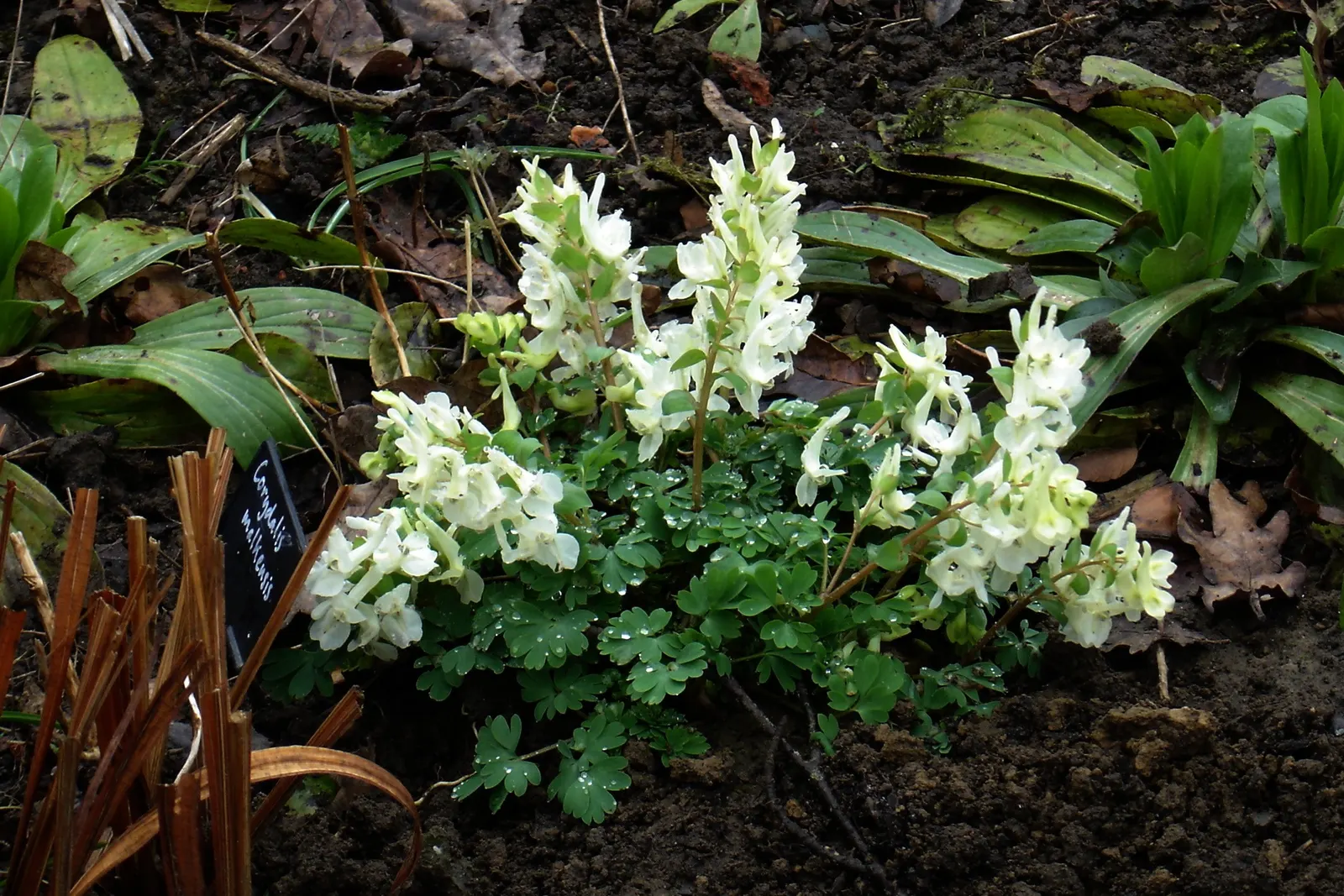 Chinese Corydalis (Corydalis flexuosa) — making it an ecologically beneficial addition.<br><br>For optimal growth; corydalis malkensis can be a graceful and