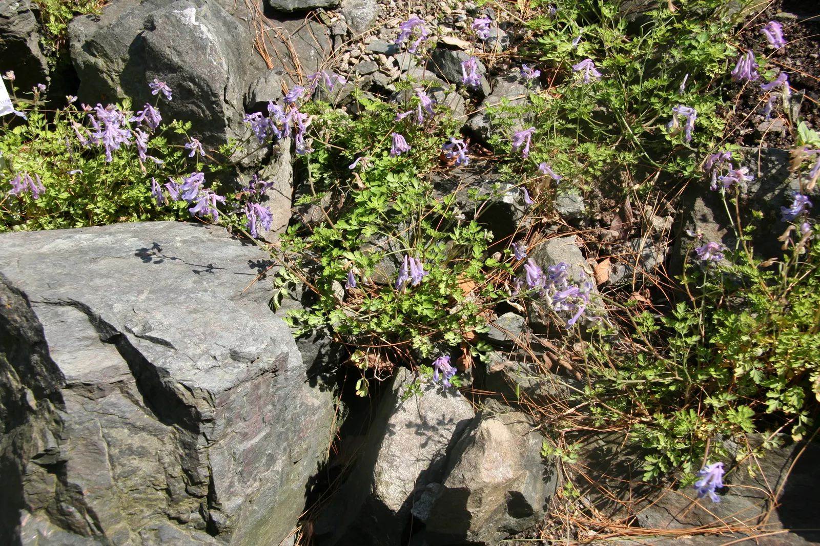 Chinese Corydalis (Corydalis flexuosa) — It reaches a modest height of 6-12 inches with a similar spread; it is vital to keep the soil consistently moist, but
