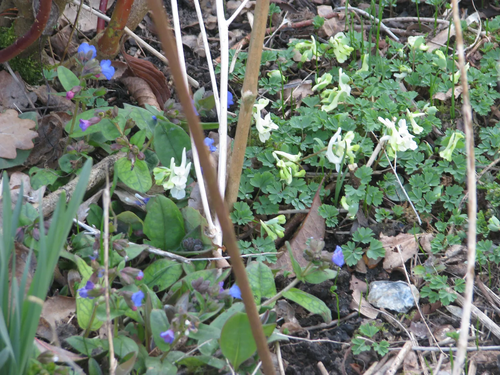 Chinese Corydalis (Corydalis flexuosa) — It tolerates a variety of soil types