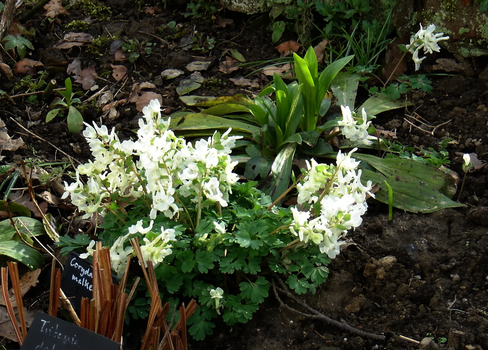 Chinese Corydalis (Corydalis flexuosa) — Corydalis malkensis can be a graceful and enchanting addition to any garden design; offers early spring blossoms