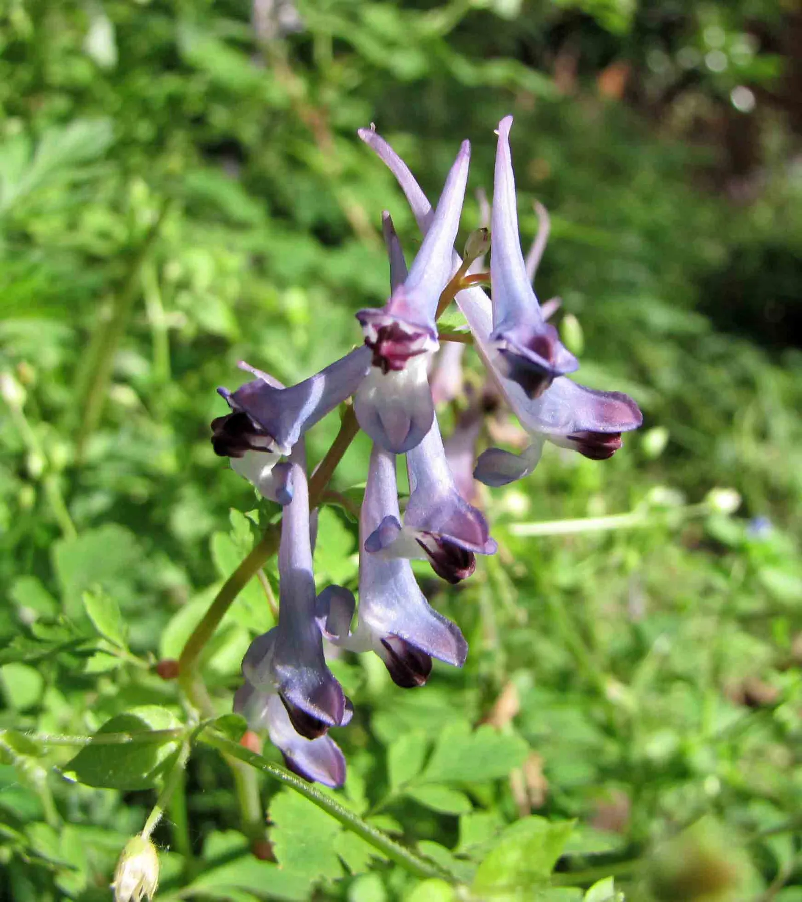 Chinese Corydalis (Corydalis flexuosa) — it typically grows 12 to 18 inches tall and spreads about 12 inches wide; thriving in USDA Hardiness Zones 5 through 8