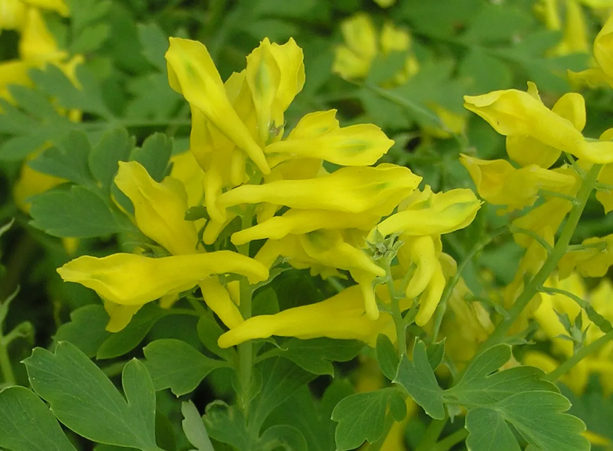 Chinese Corydalis (Corydalis flexuosa) — scientifically known as Corydalis malkensis; it is vital to keep the soil consistently moist, but be cautious of