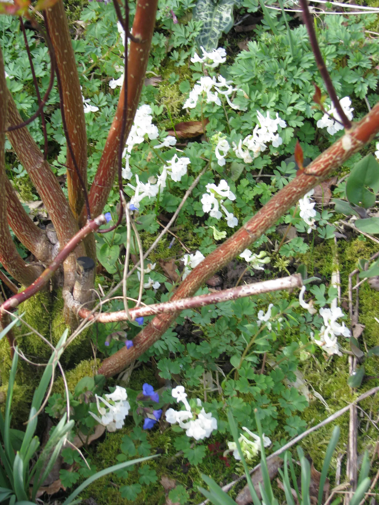 Chinese Corydalis (Corydalis flexuosa) — scientifically known as Corydalis malkensis