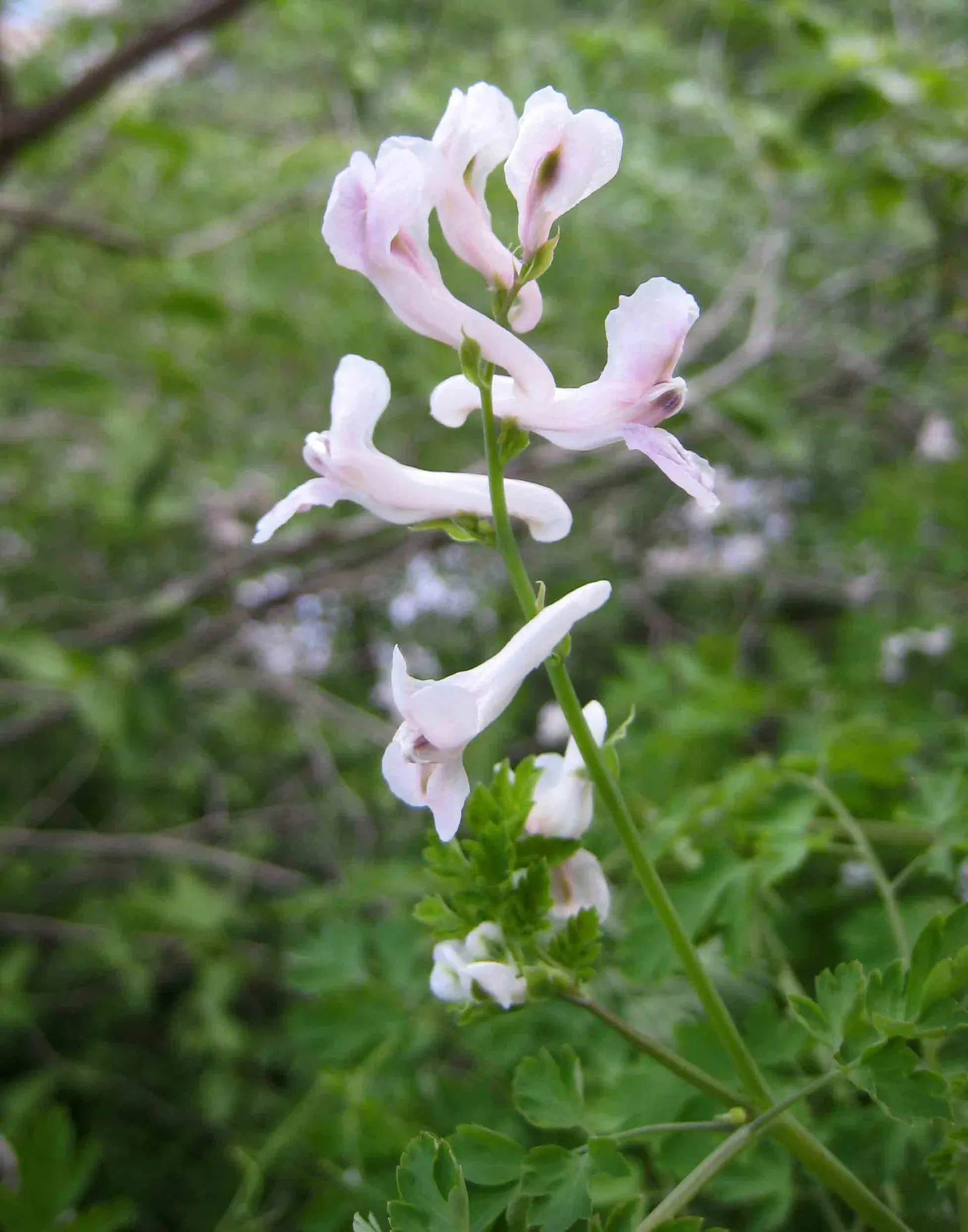 Chinese Corydalis (Corydalis flexuosa) — perennial for half or shade