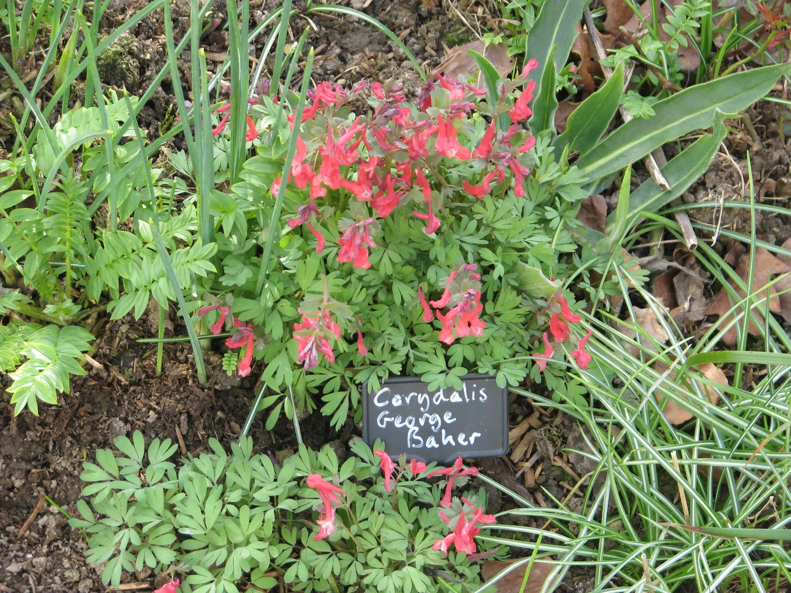 Chinese Corydalis (Corydalis flexuosa) — Additionally, it is deer-resistant, making it a suitable choice for areas with prevalent wildlife