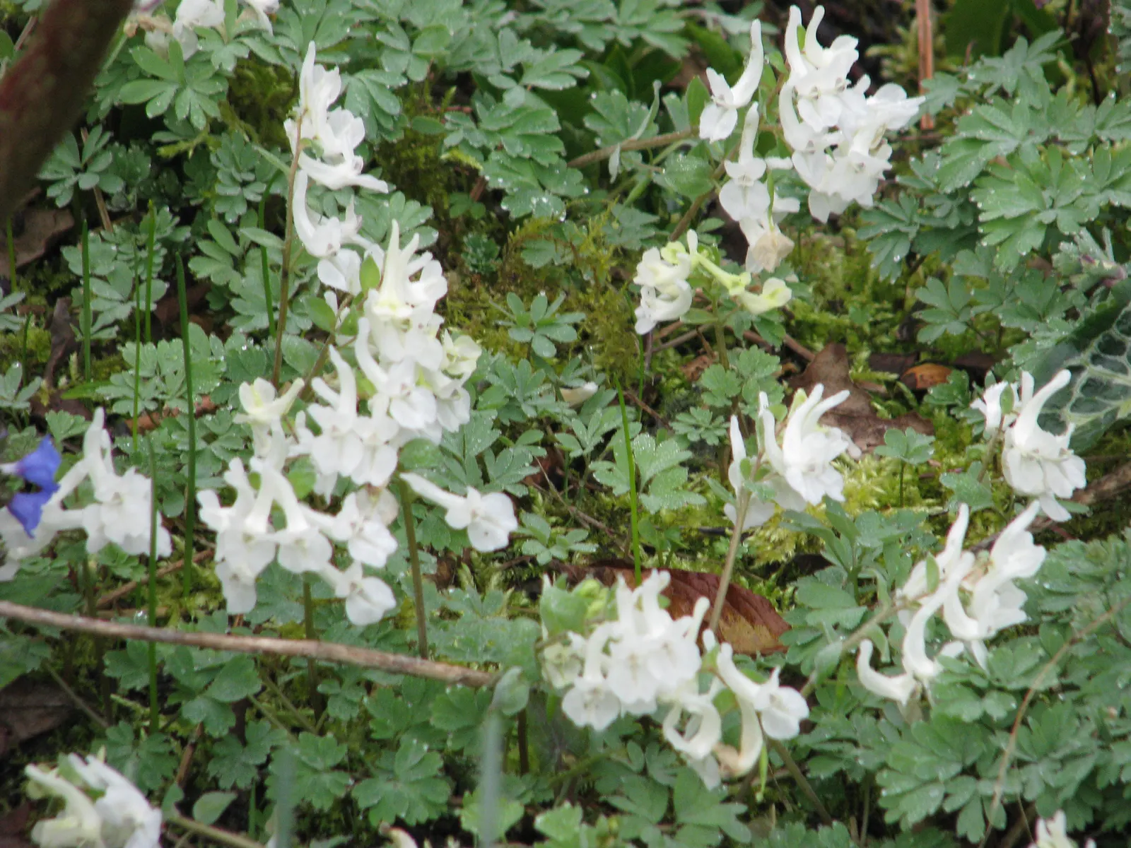 Chinese Corydalis (Corydalis flexuosa) — It tolerates a variety of soil types; it is vital to keep the soil consistently moist, but be cautious of