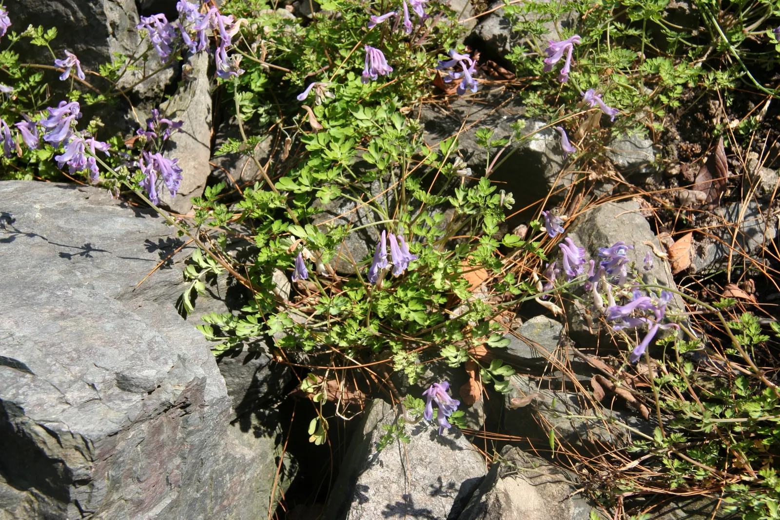 Chinese Corydalis (Corydalis flexuosa) — A charming addition for a serene, naturalistic garden design; thriving in USDA Hardiness Zones 5 through 8