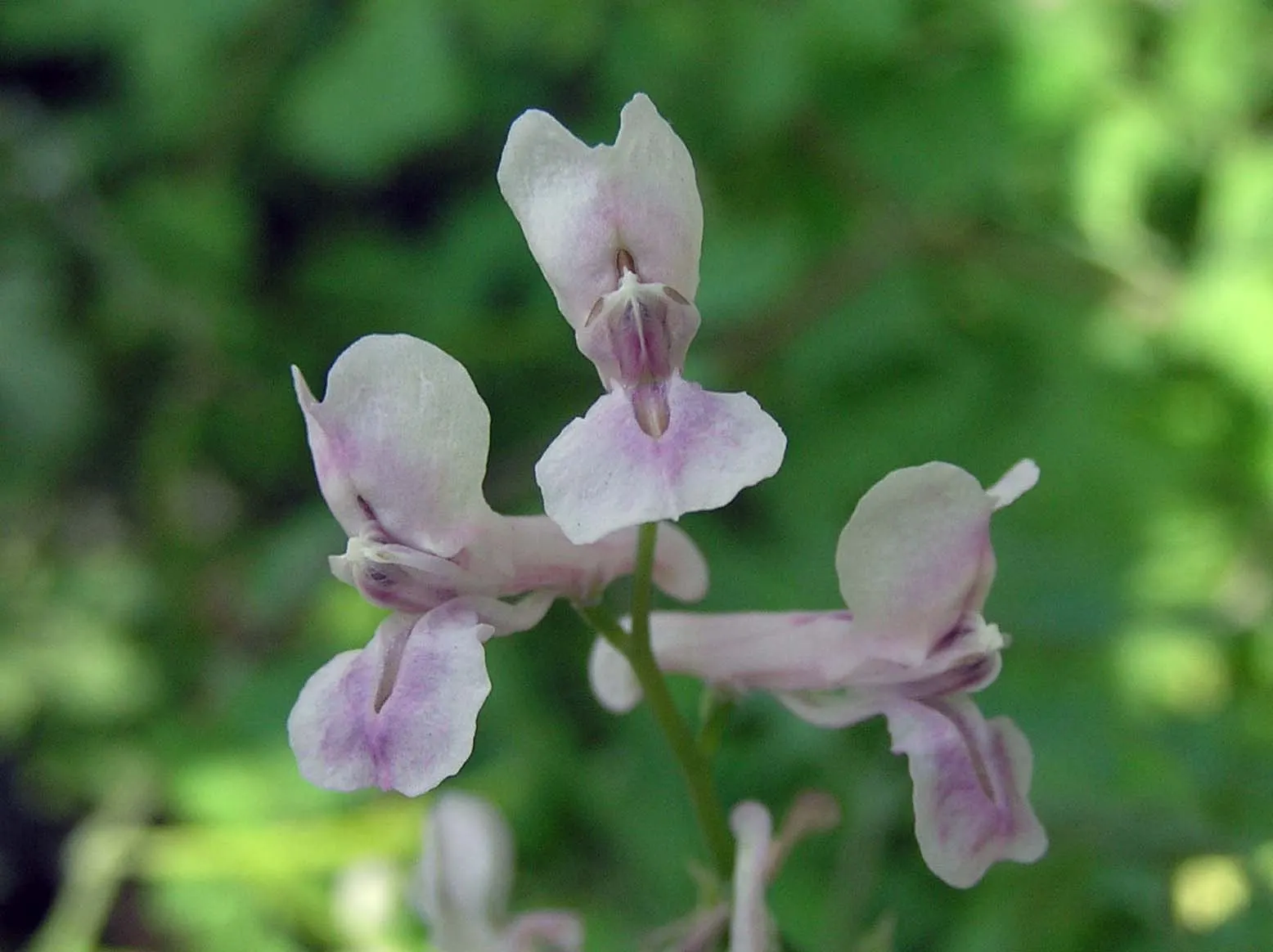 Chinese Corydalis (Corydalis flexuosa) — It reaches a modest height of 6-12 inches with a similar spread