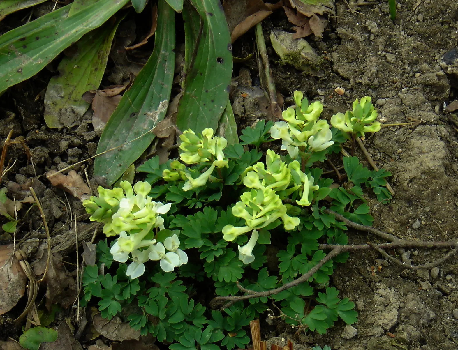 Chinese Corydalis (Corydalis flexuosa) — adds delicate charm to garden settings with its fine