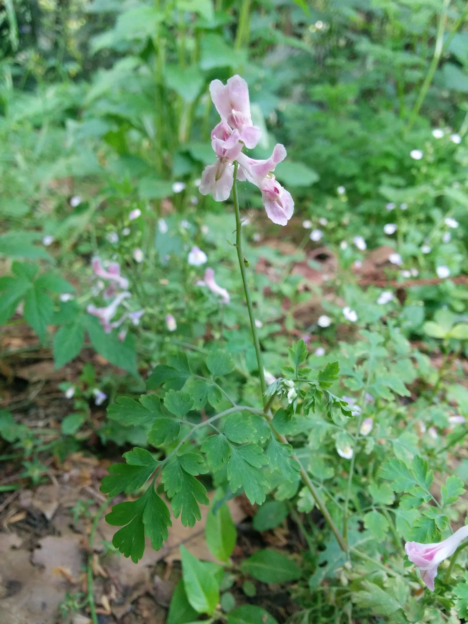 Chinese Corydalis (Corydalis flexuosa) — or naturalizing woodland areas