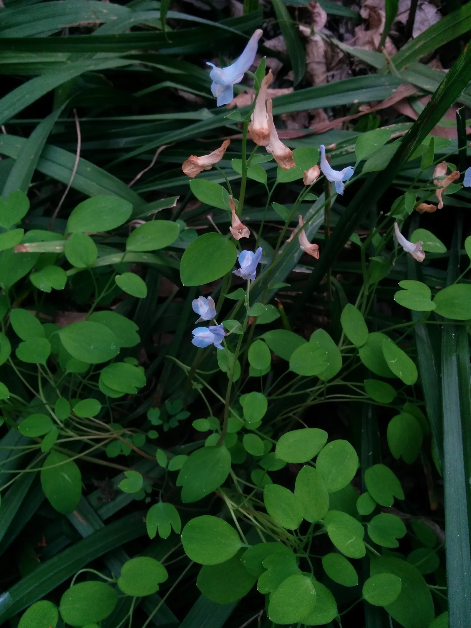 Chinese Corydalis (Corydalis flexuosa) — making it an ecologically beneficial addition.<br><br>For optimal growth