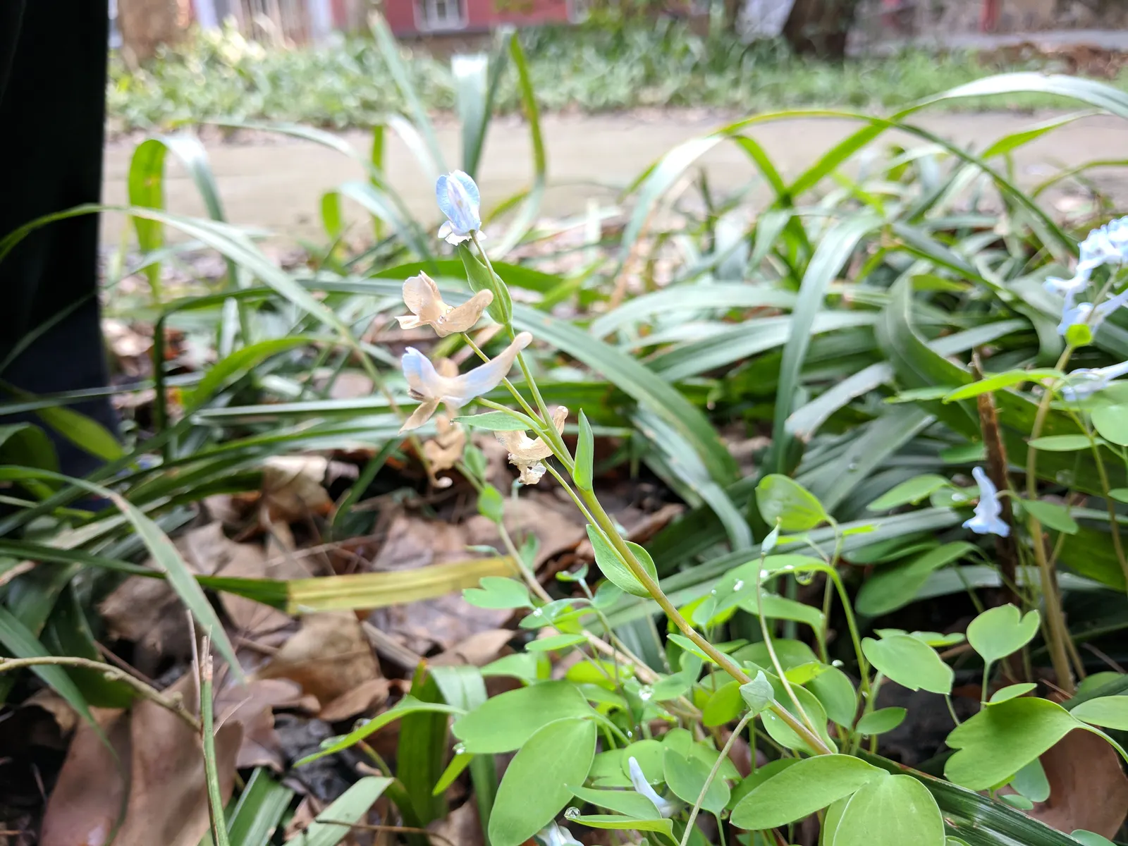 Chinese Corydalis (Corydalis flexuosa) — white flowers in the garden