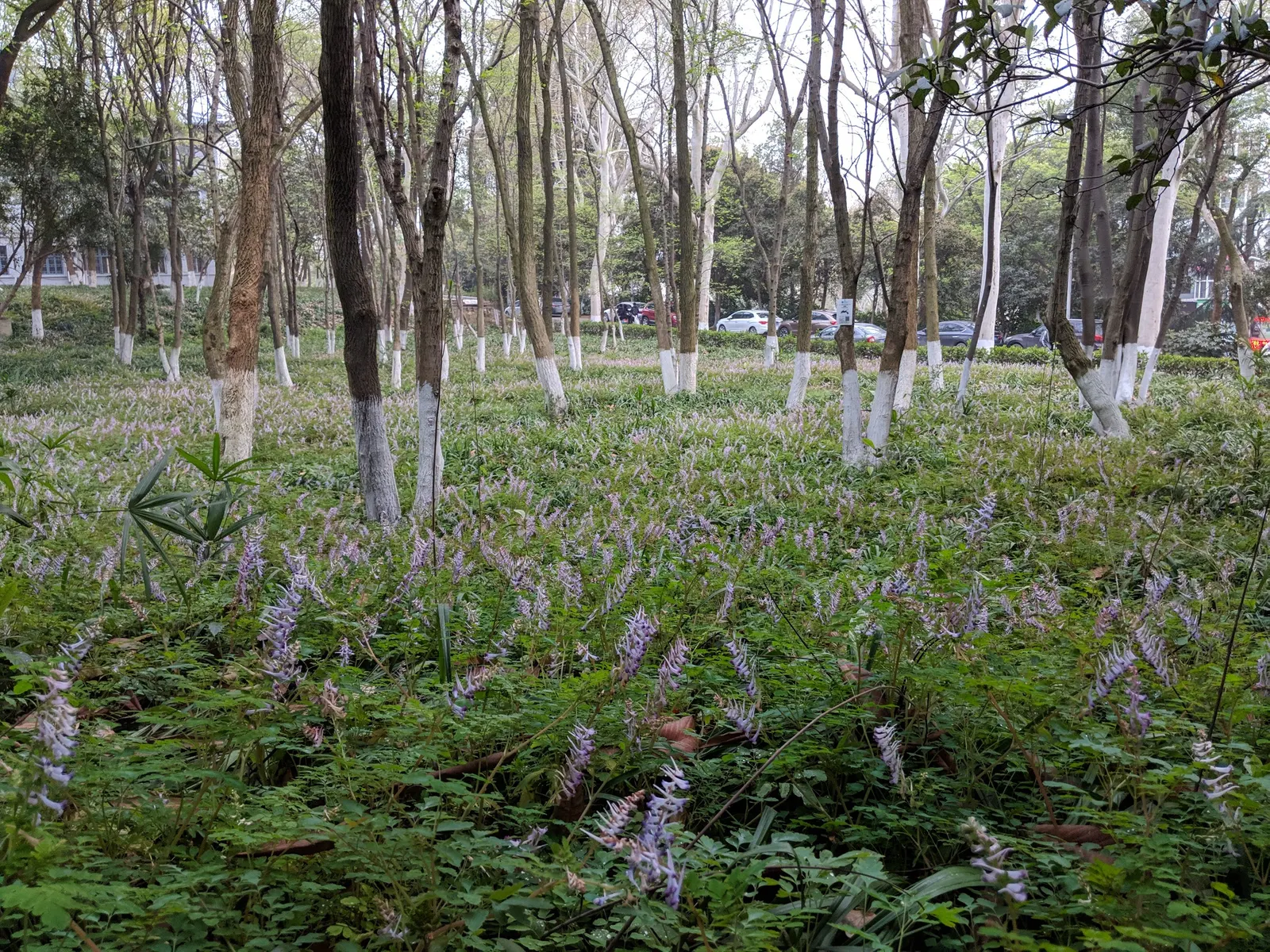 Chinese Corydalis (Corydalis flexuosa) — fern-like foliage and clusters of tubular flowers; offers early spring blossoms, ideal for woodland settings or shaded