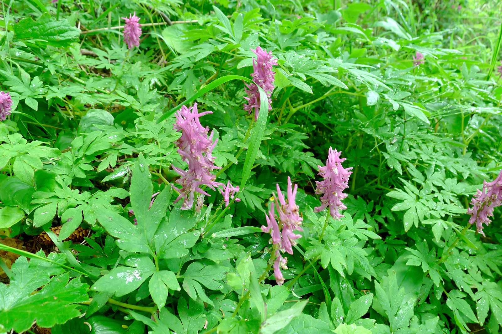 Chinese Corydalis (Corydalis flexuosa) — It is vital to keep the soil consistently moist, but be cautious of overwatering, as this can lead to root, image 46