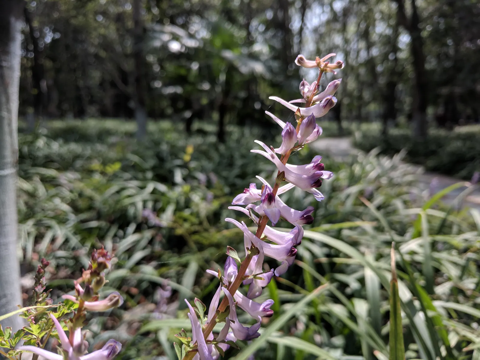 Chinese Corydalis (Corydalis flexuosa) — each measuring approximately 1 inch long
