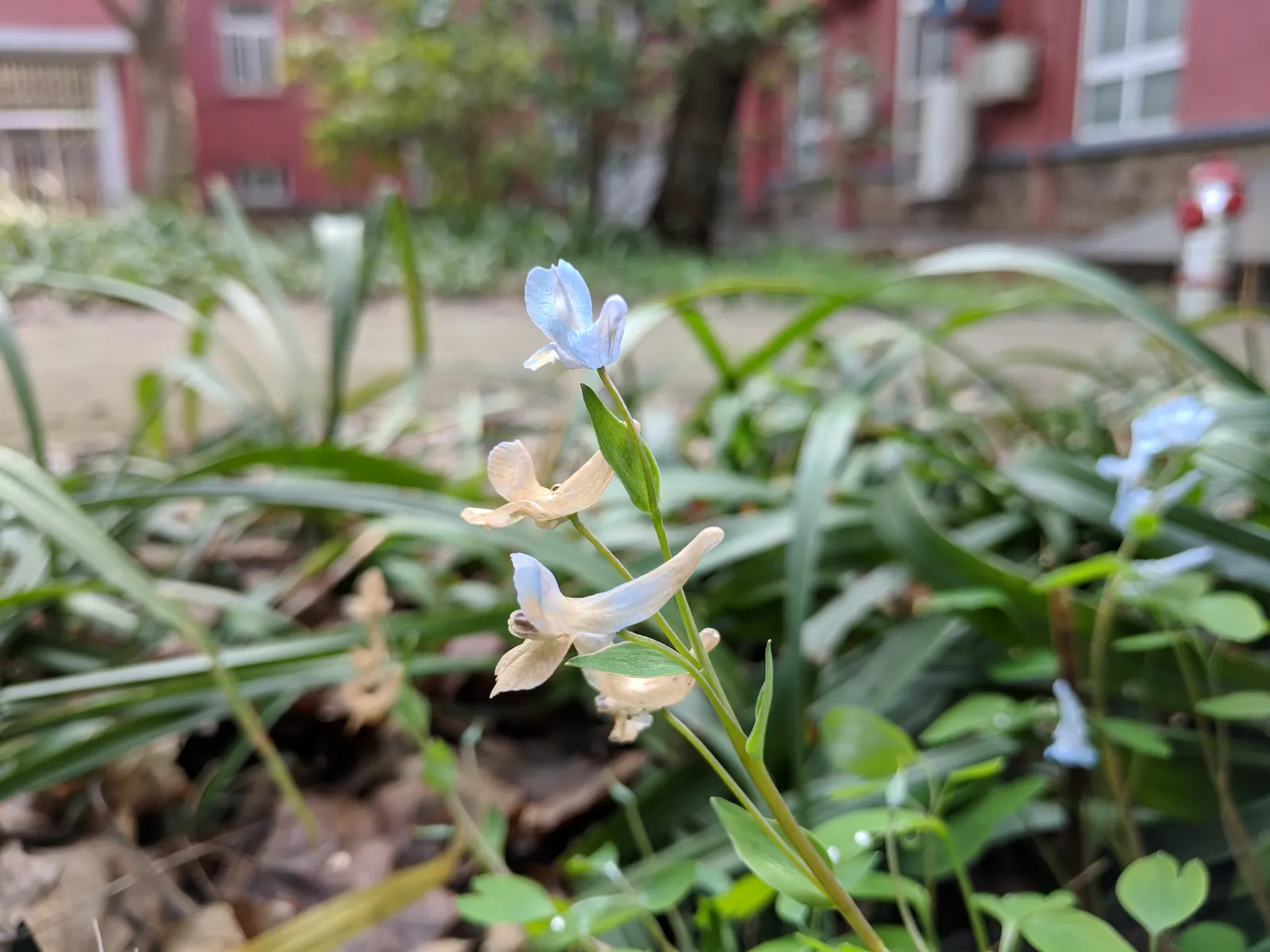 Chinese Corydalis (Corydalis flexuosa) — it typically grows 12 to 18 inches tall and spreads about 12 inches wide