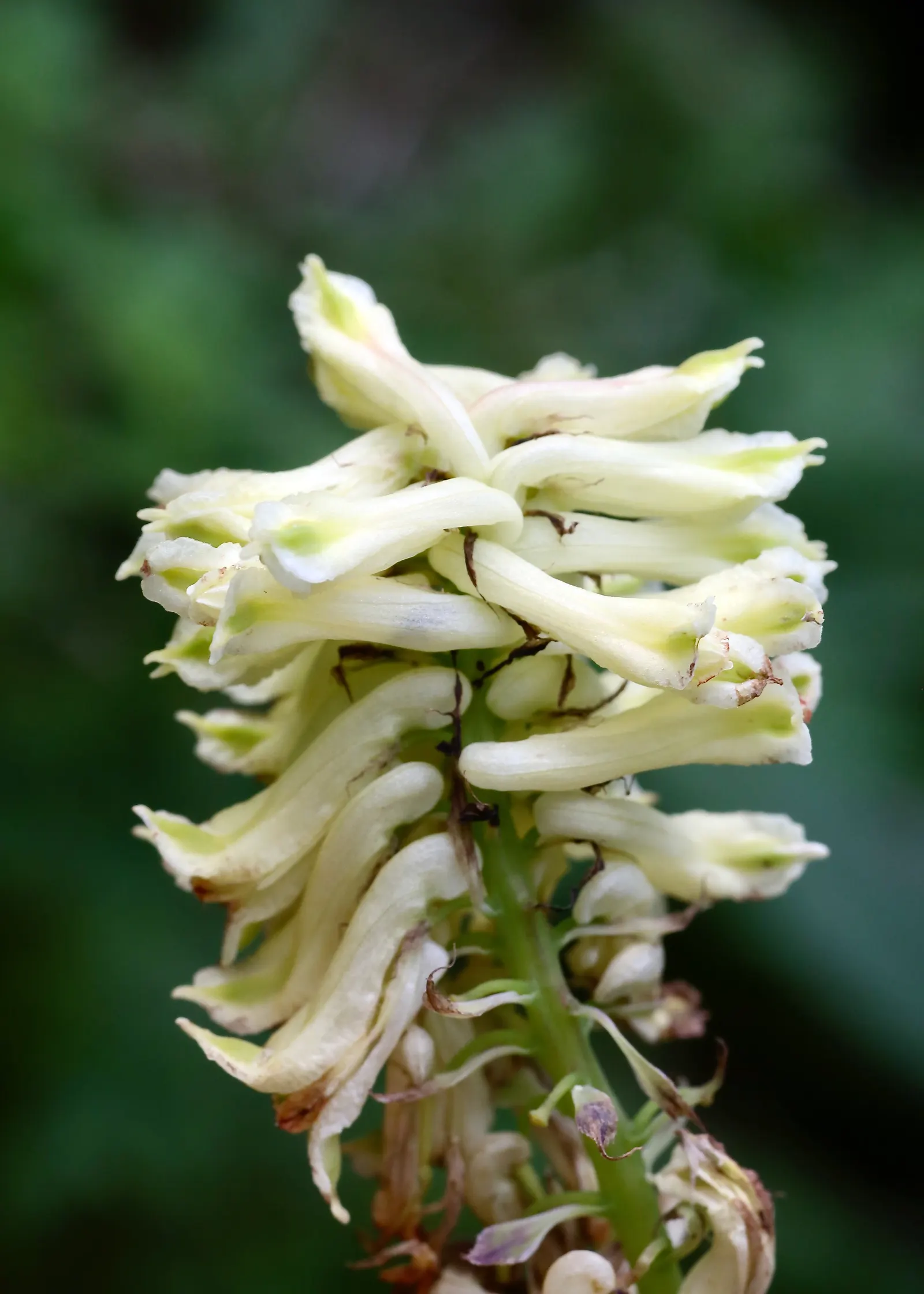 Chinese Corydalis (Corydalis flexuosa) — or naturalizing woodland areas; it is vital to keep the soil consistently moist, but be cautious of overwatering, as