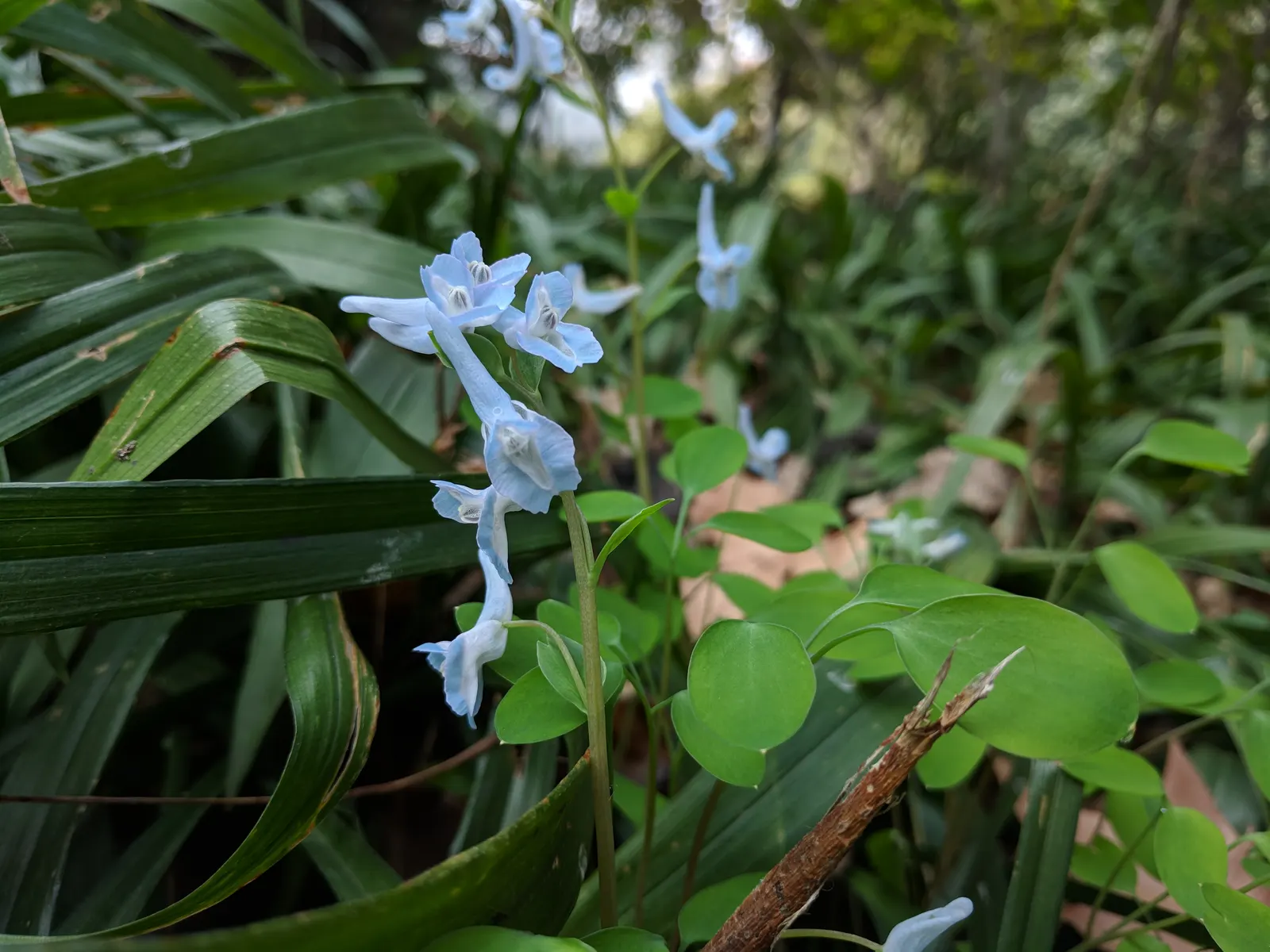 Chinese Corydalis (Corydalis flexuosa) — embellishing shaded rock gardens