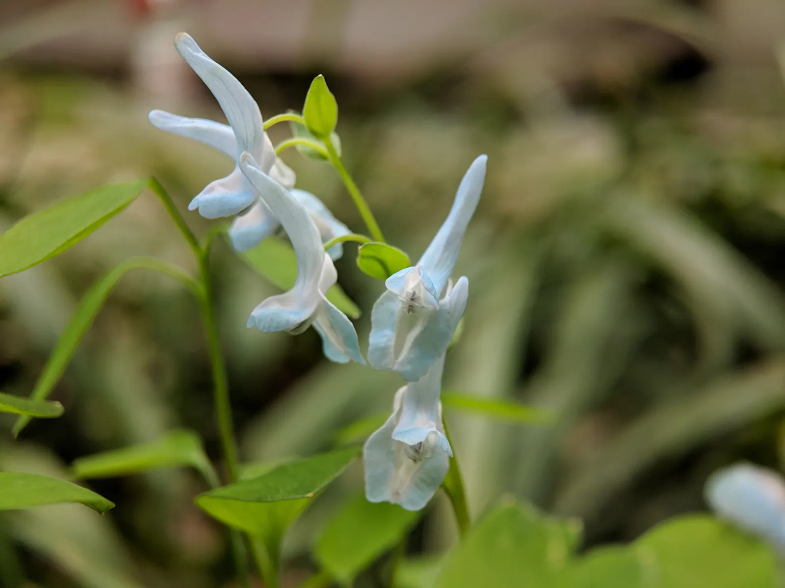Chinese Corydalis (Corydalis flexuosa) — each measuring approximately 1 inch long; thriving in USDA Hardiness Zones 5 through 8