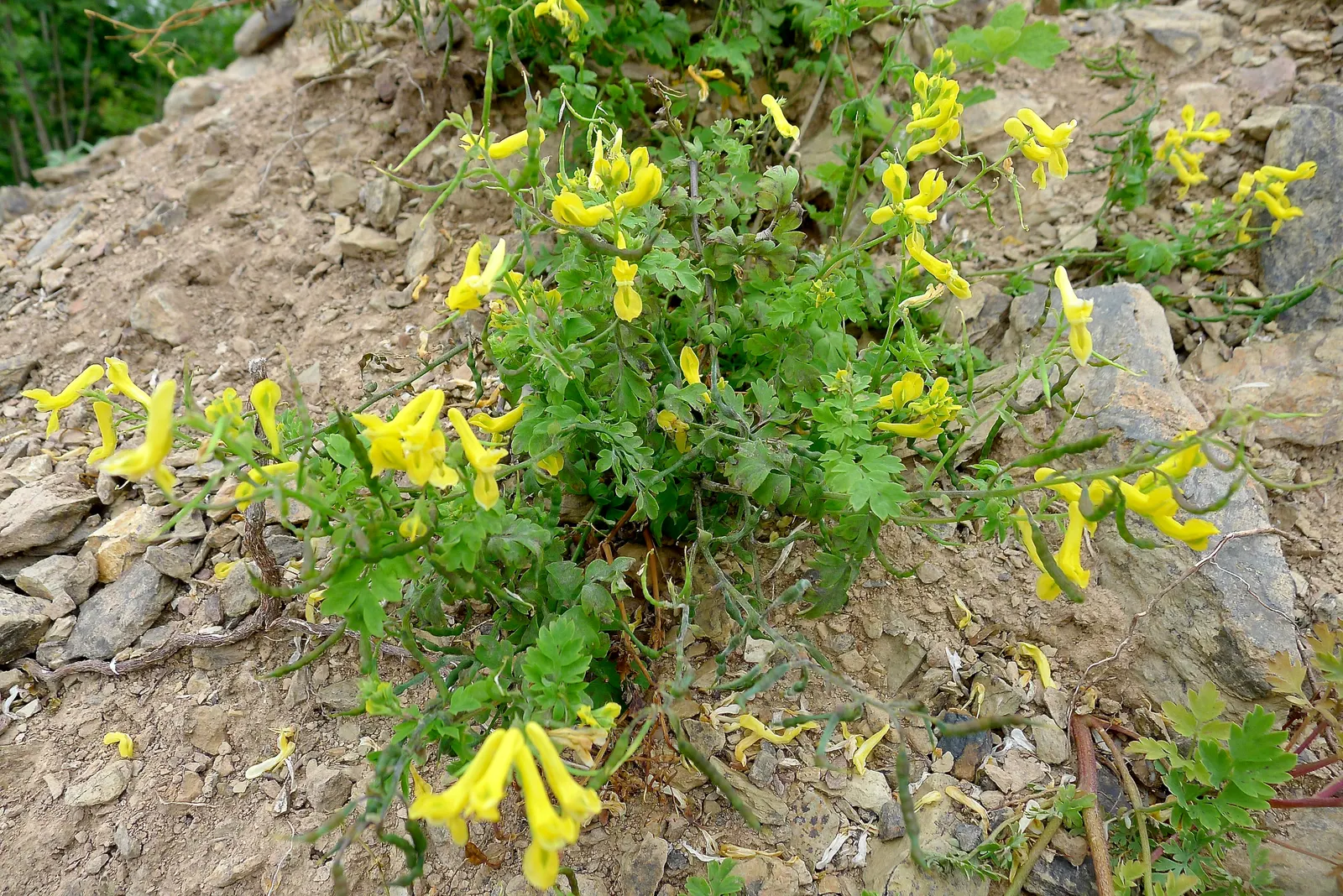 Chinese Corydalis (Corydalis flexuosa) — These blooms are not only visually striking but also attract pollinators such as bees