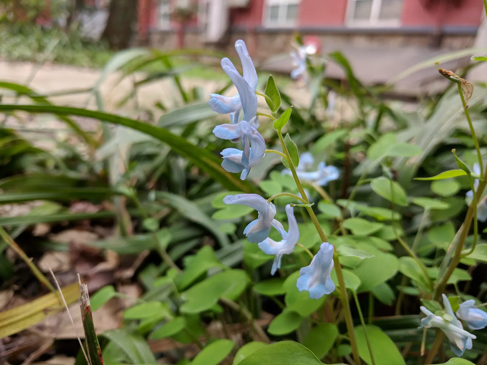 Chinese Corydalis (Corydalis flexuosa) — Offers early spring blossoms, ideal for woodland settings or shaded borders