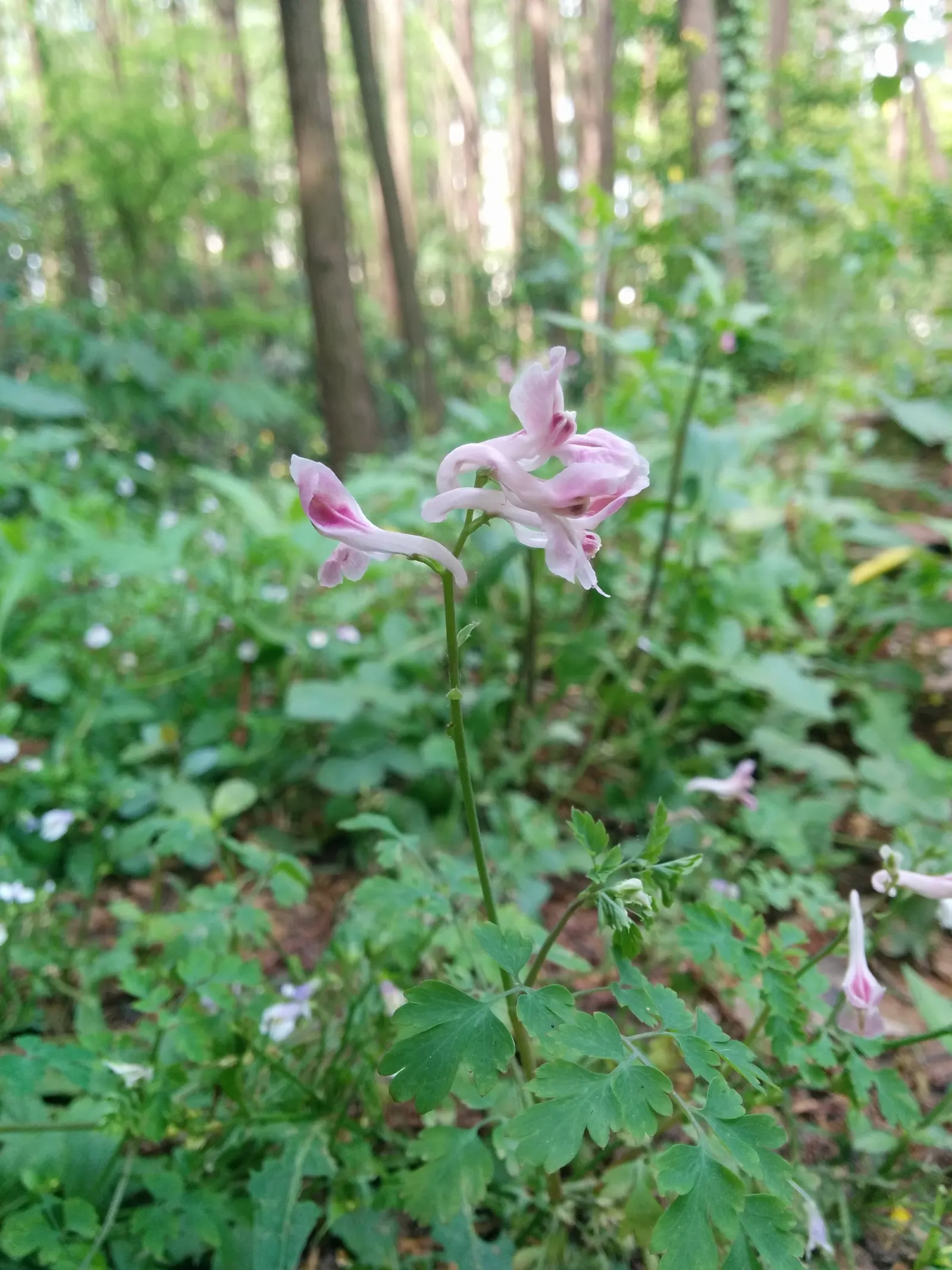 Chinese Corydalis (Corydalis flexuosa) — This perennial thrives in USDA zones 5-7, preferring partial shade