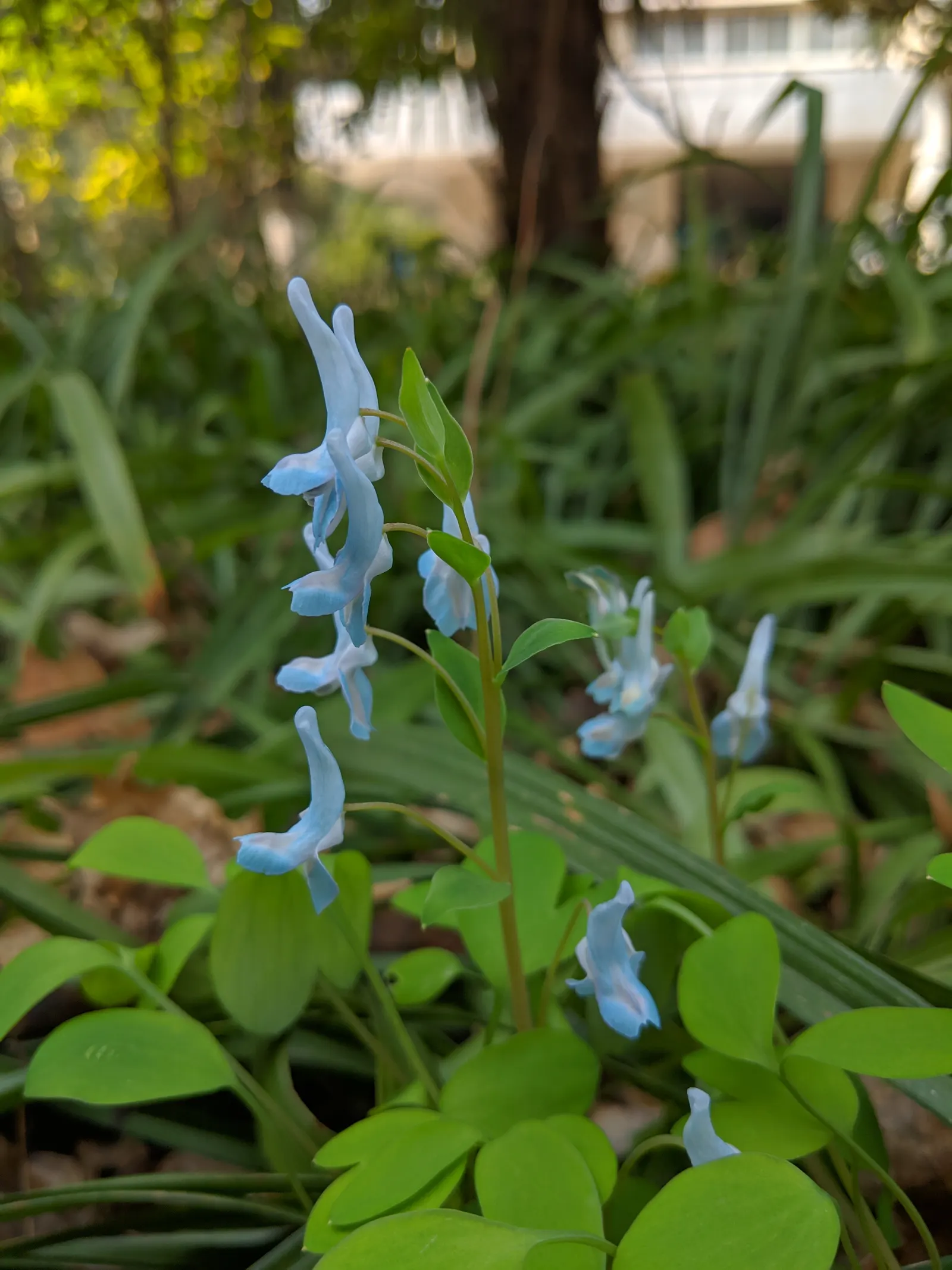 Chinese Corydalis (Corydalis flexuosa) — These blooms are not only visually striking but also attract pollinators such as bees; it is vital to keep the soil