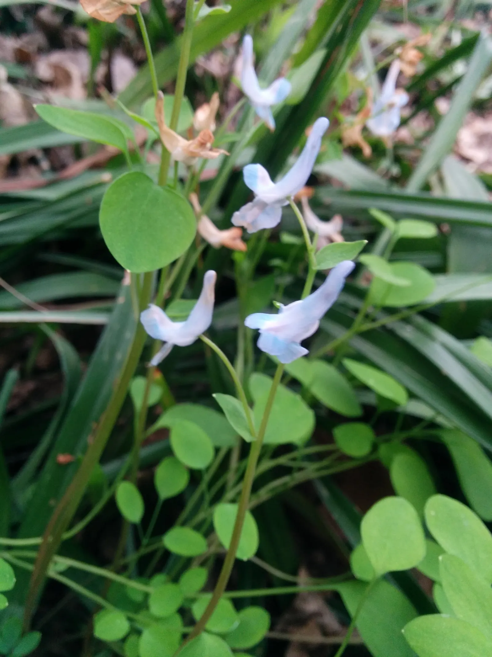 Chinese Corydalis (Corydalis flexuosa) — it is ideal for underplanting beneath canopy trees