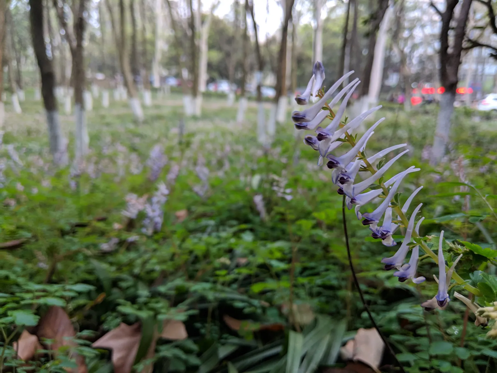 Chinese Corydalis (Corydalis flexuosa) — With its subtle beauty and ease of care; corydalis malkensis can be a graceful and enchanting addition to any garden