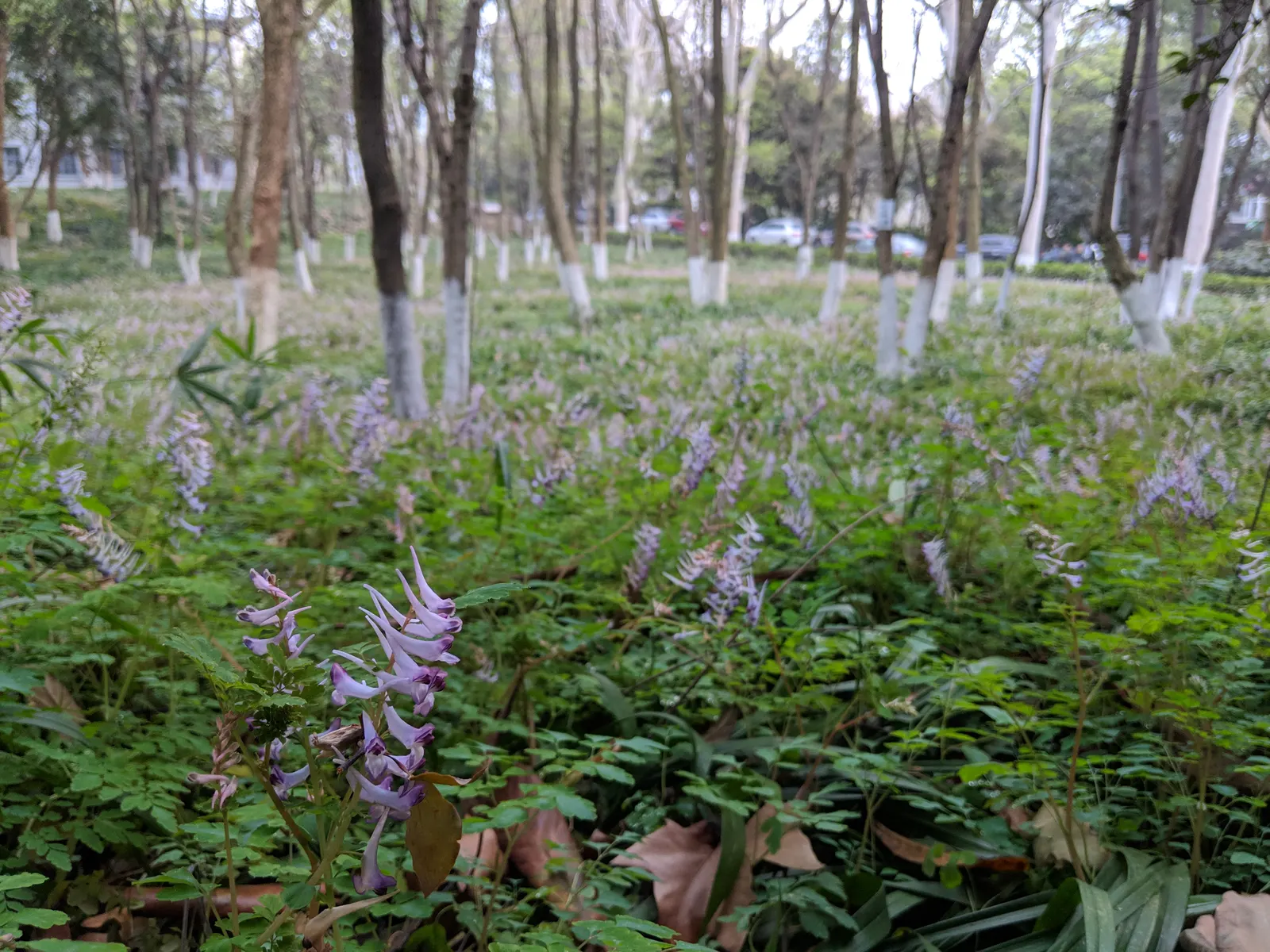 Chinese Corydalis (Corydalis flexuosa) — thriving in USDA Hardiness Zones 5 through 8; it is vital to keep the soil consistently moist, but be cautious of