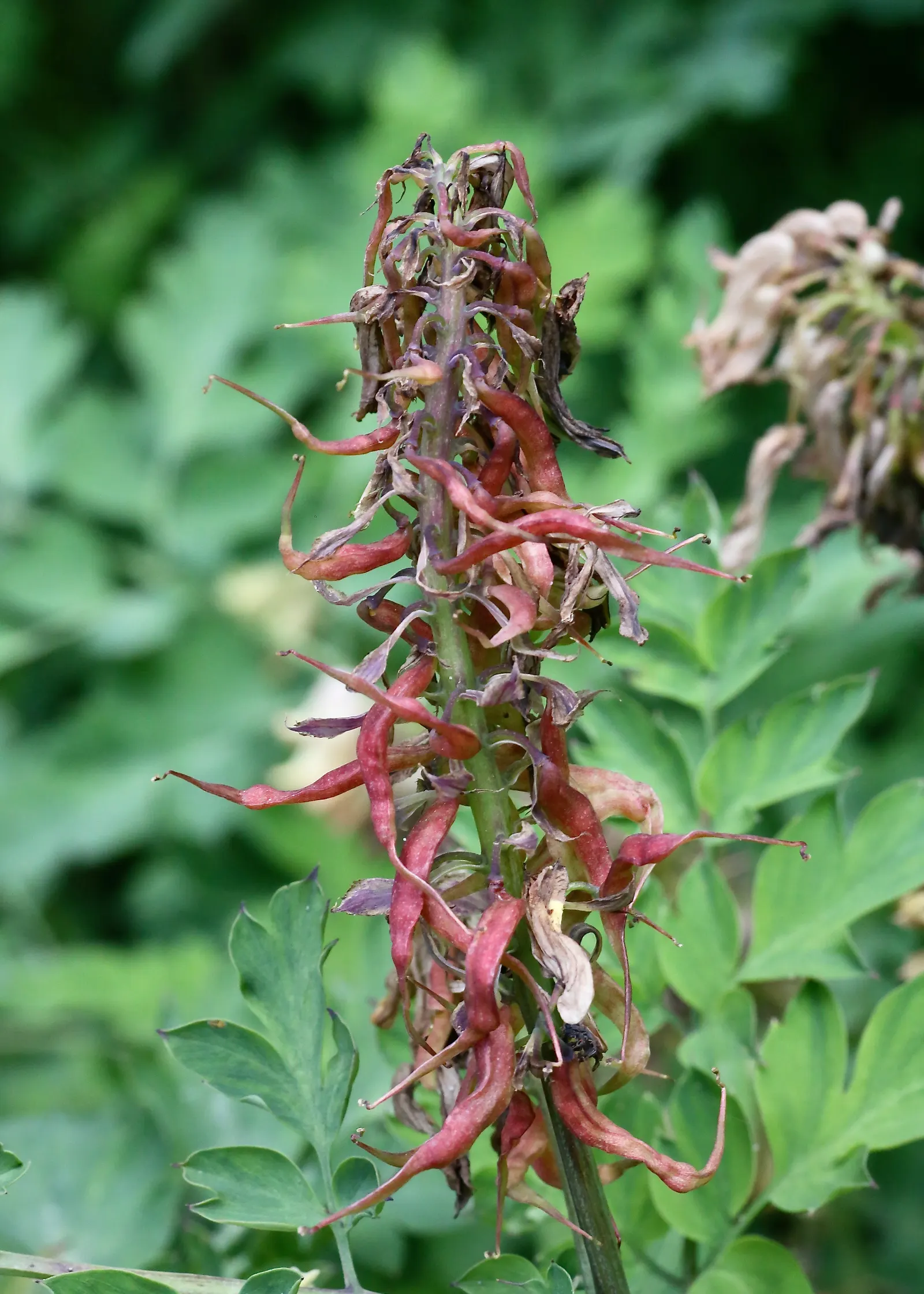 Chinese Corydalis (Corydalis flexuosa) — Well-drained, moist soil ensures optimal growth