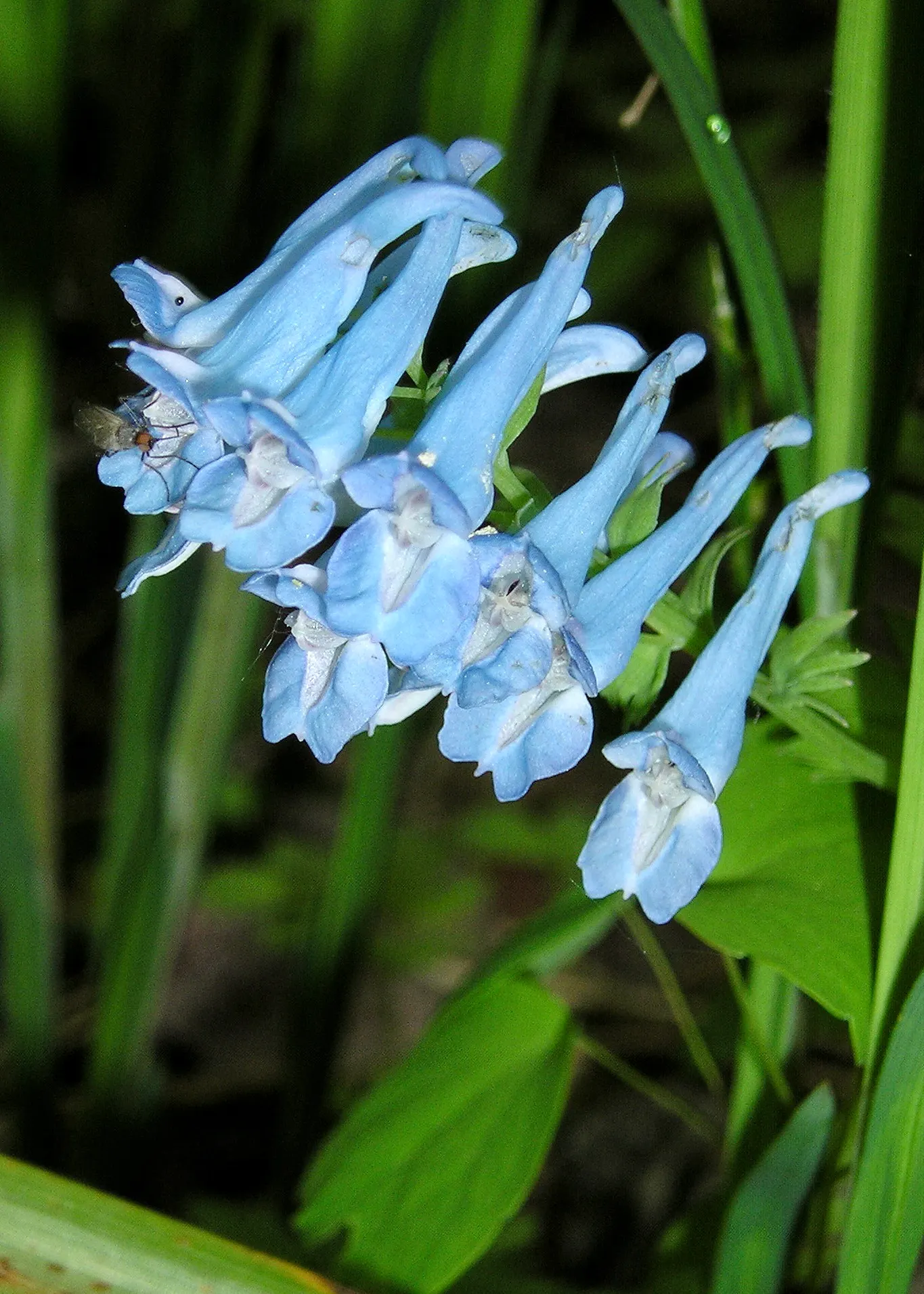 Chinese Corydalis (Corydalis flexuosa) — fern-like foliage and clusters of tubular flowers